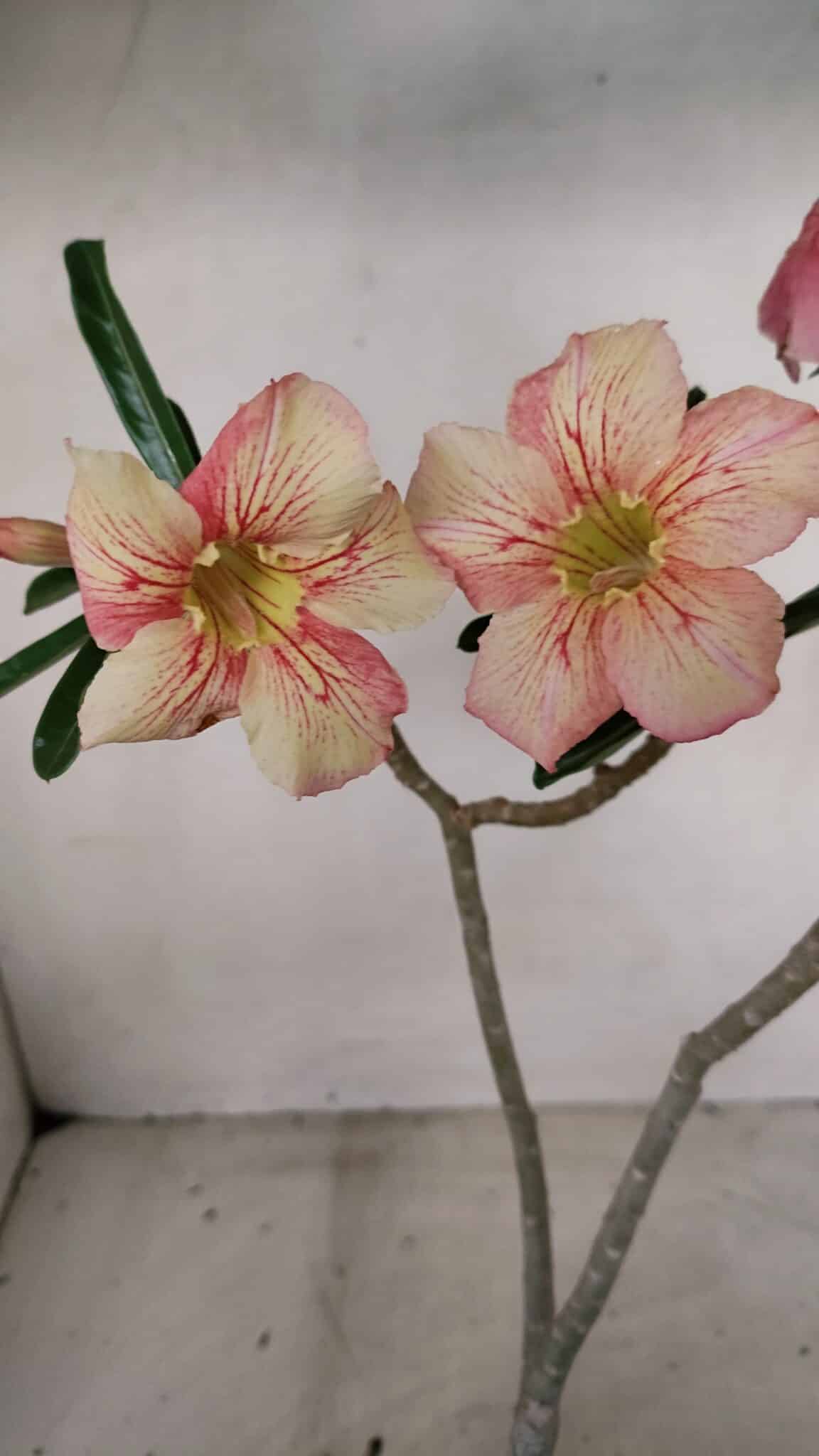 Planta Simples 3277 – 30cm – 02 anos - foto 3