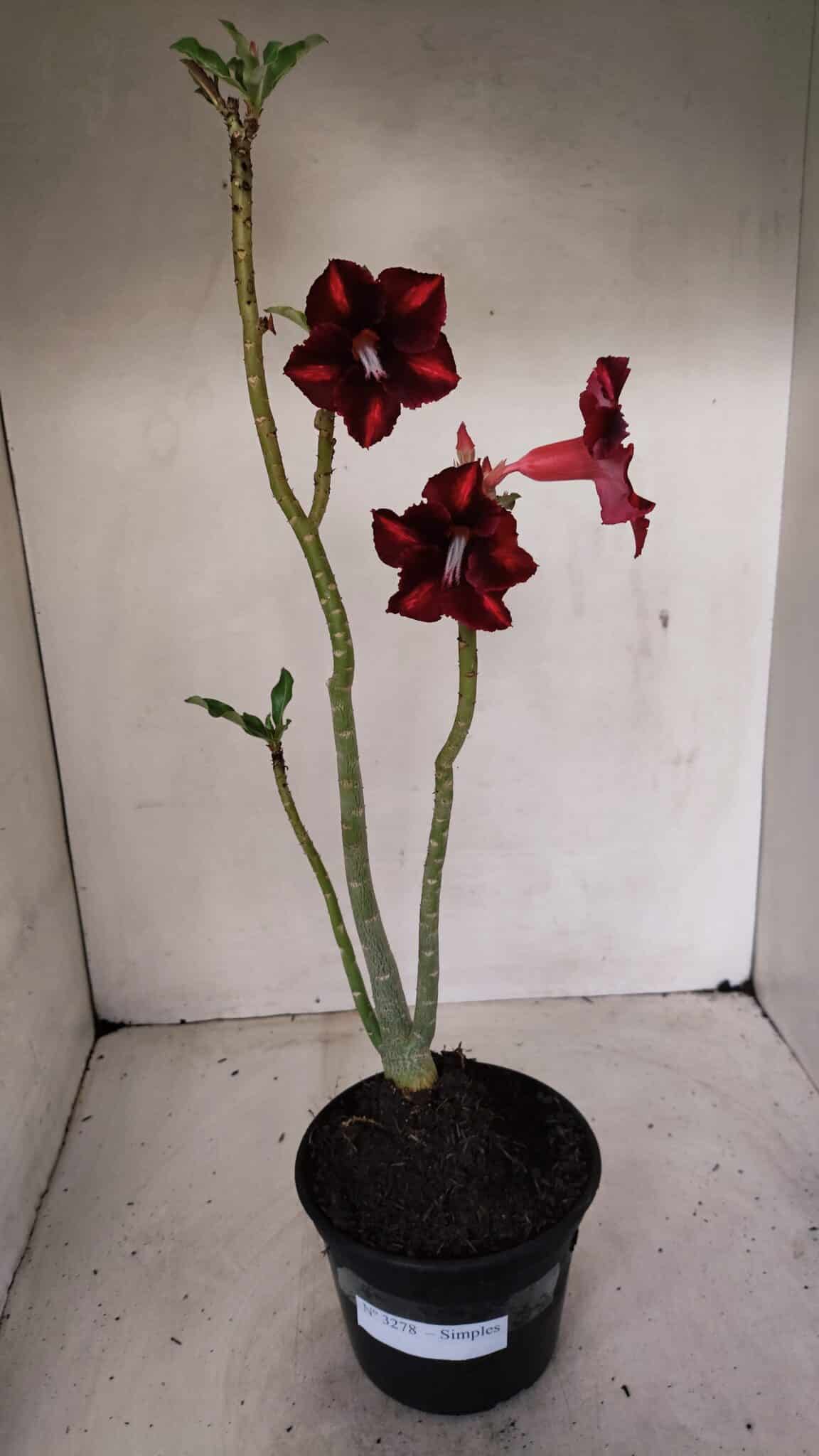 Planta Simples 3278 – 35cm – 03 anos - foto 2