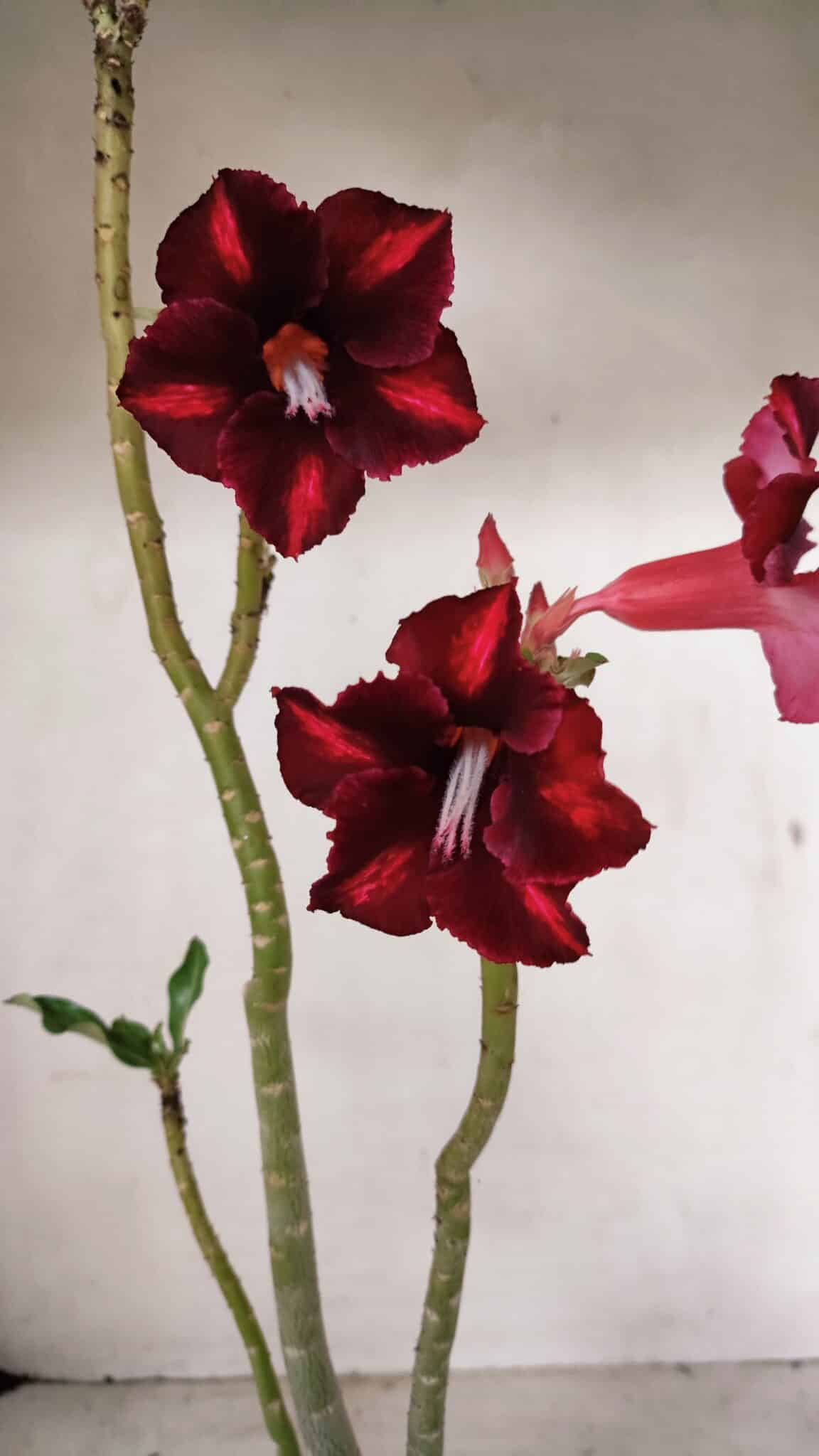 Planta Simples 3278 – 35cm – 03 anos - foto 4