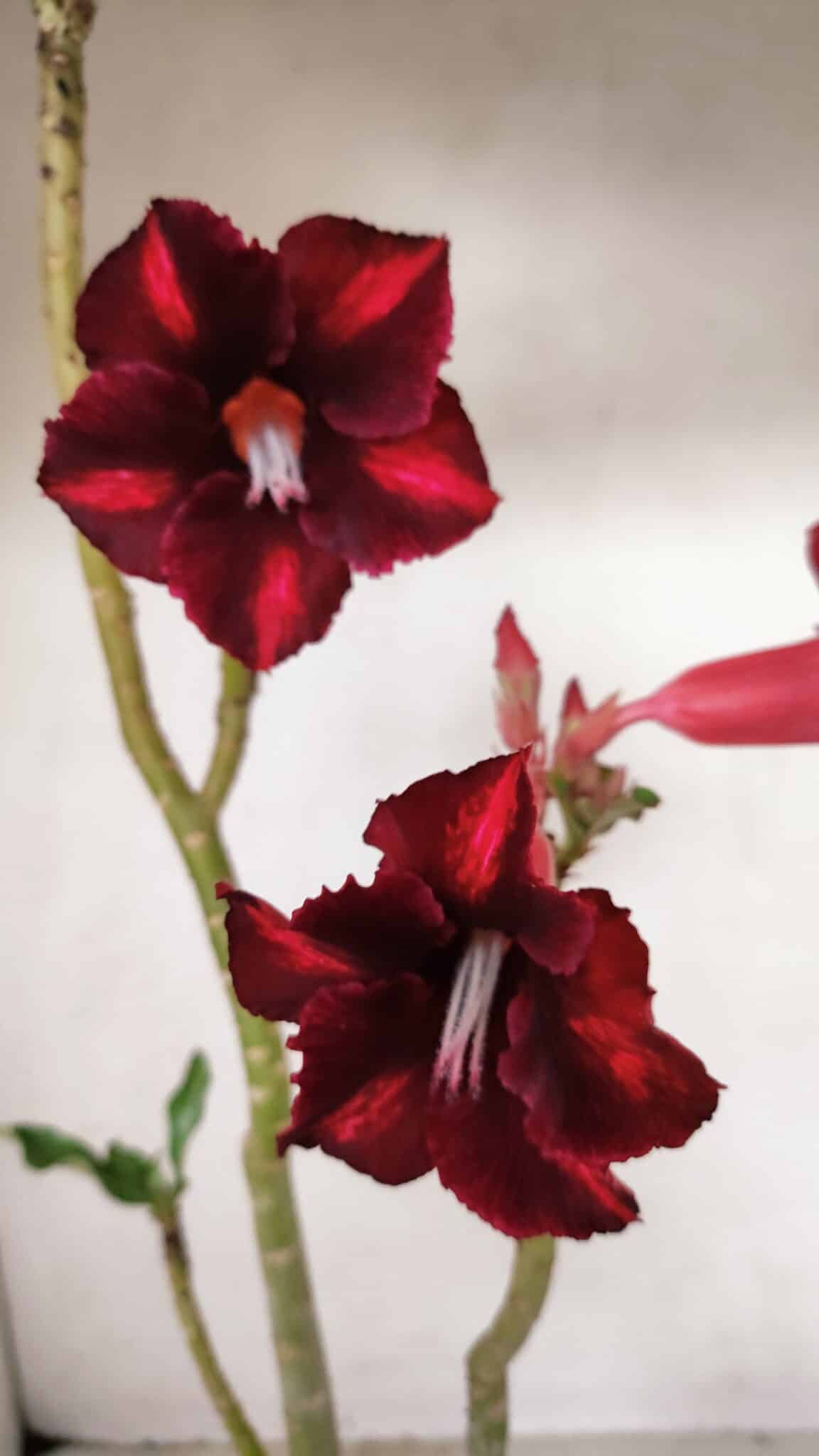 Planta Simples 3278 – 35cm – 03 anos - foto 3