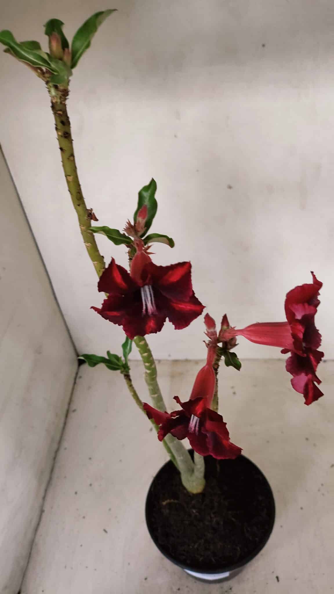 Planta Simples 3278 – 35cm – 03 anos - foto 5