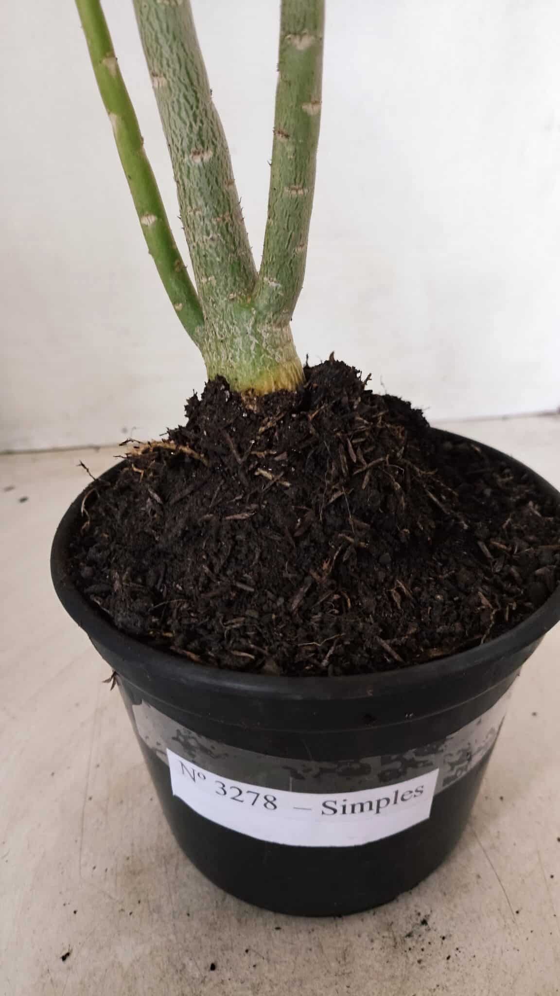 Planta Simples 3278 – 35cm – 03 anos - foto 8