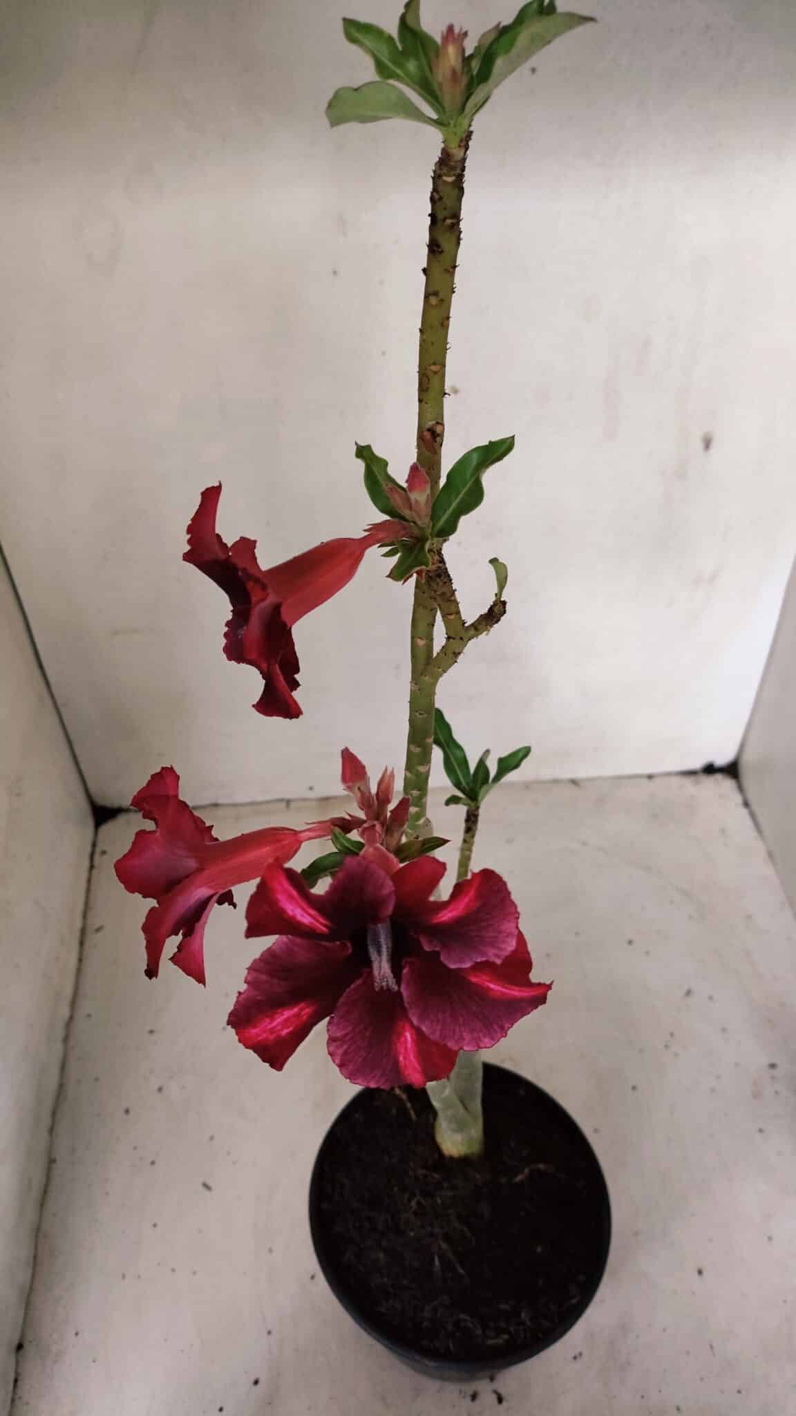 Planta Simples 3278 – 35cm – 03 anos - foto 7