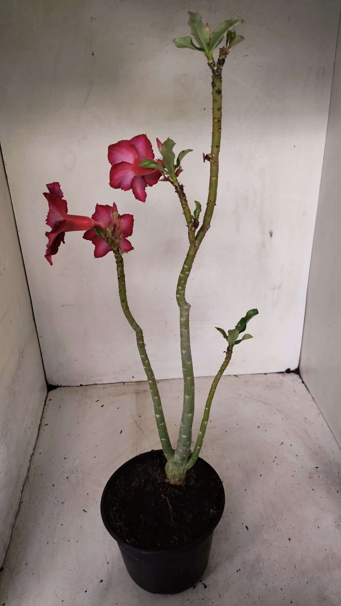 Planta Simples 3278 – 35cm – 03 anos - foto 6