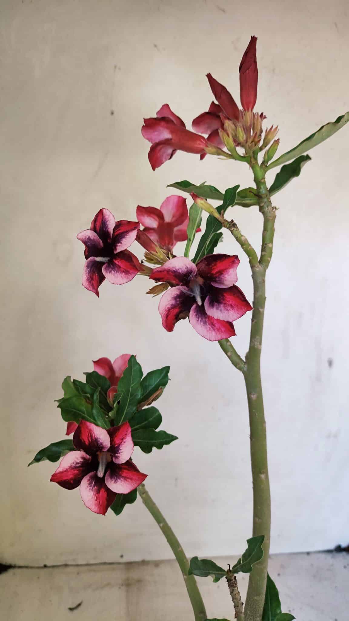 Planta Simples 3279 – 35cm – 03 anos - foto 6