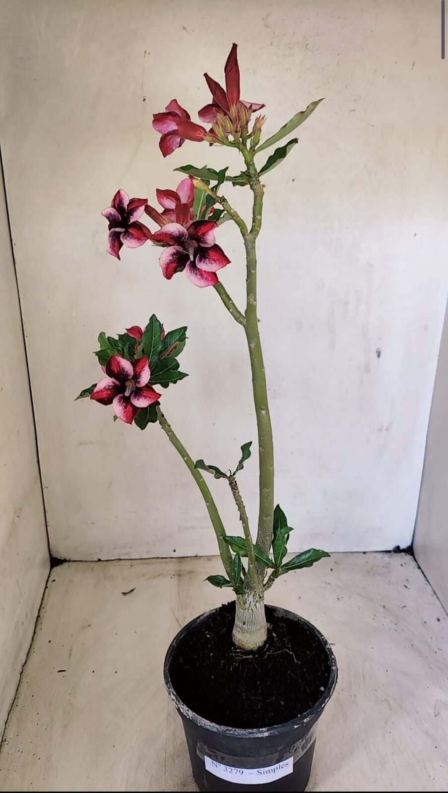 Planta Simples 3279 – 35cm – 03 anos - foto 2