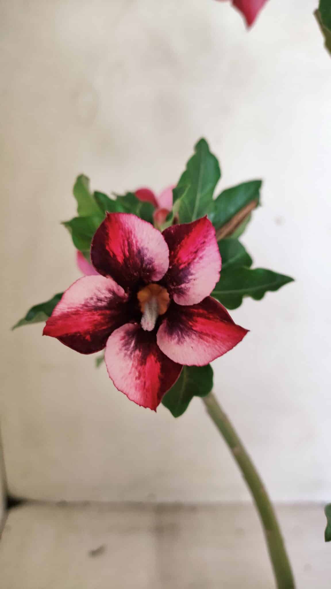 Planta Simples 3279 – 35cm – 03 anos - foto 3