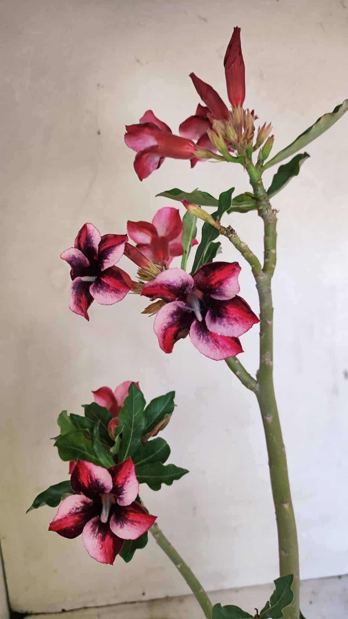 Planta Simples 3279 – 35cm – 03 anos - foto 10