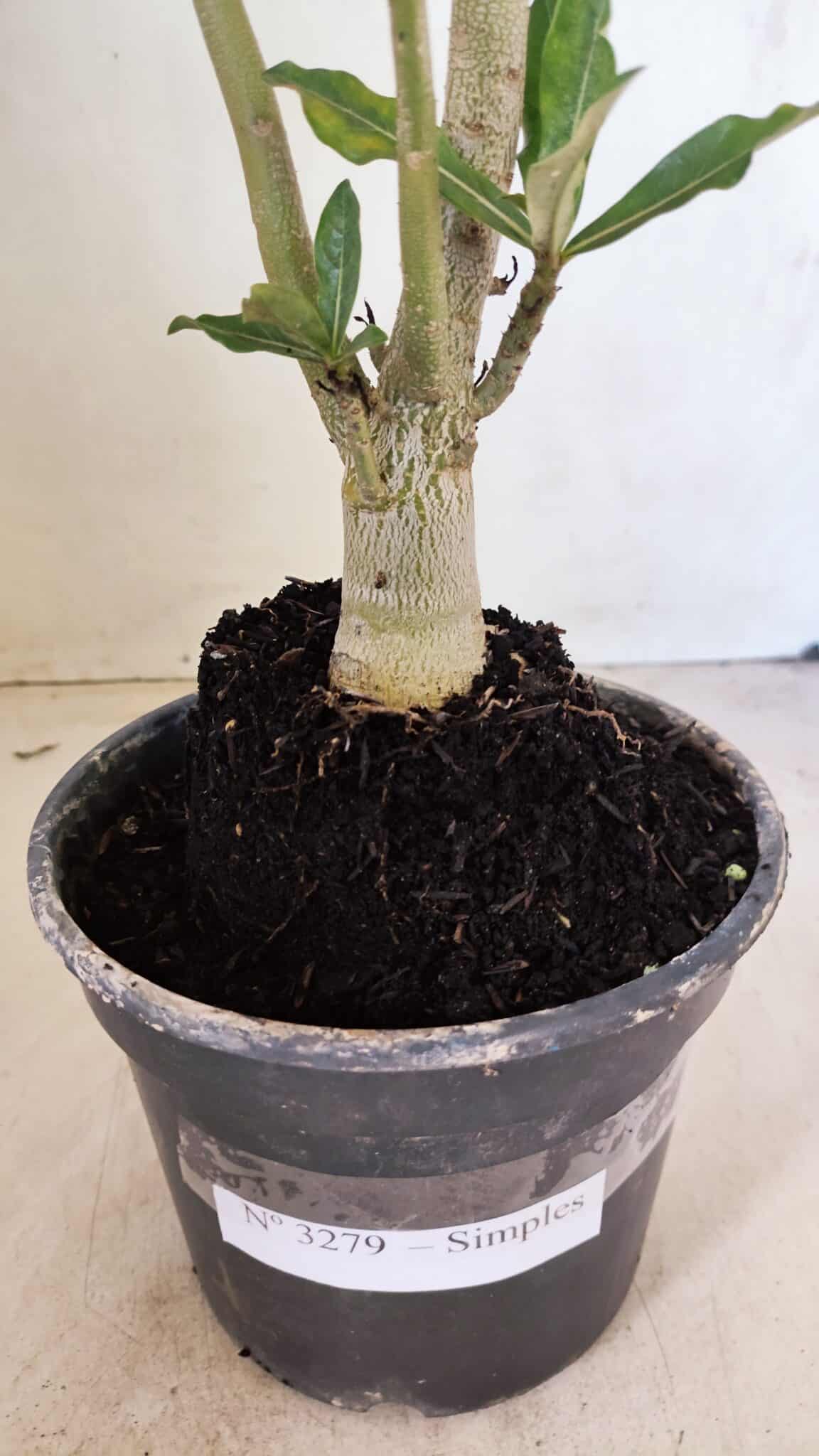 Planta Simples 3279 – 35cm – 03 anos - foto 9