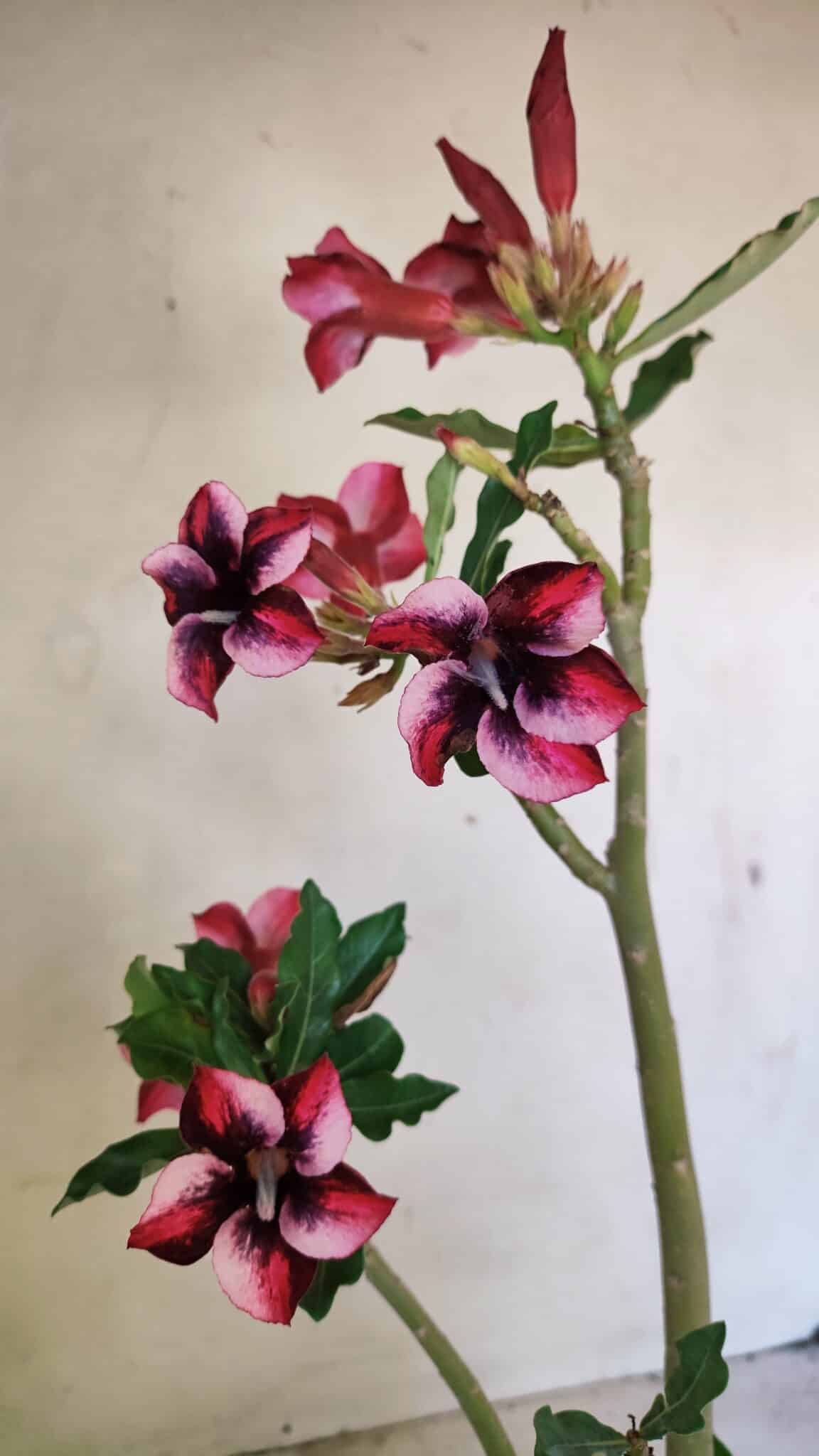 Planta Simples 3279 – 35cm – 03 anos - foto 8