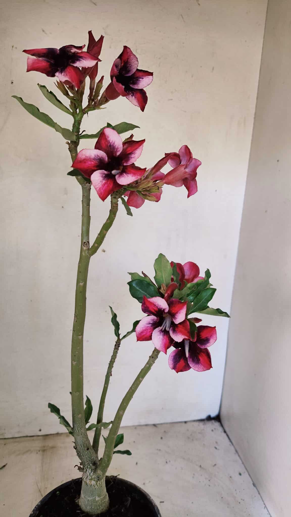 Planta Simples 3279 – 35cm – 03 anos - foto 7