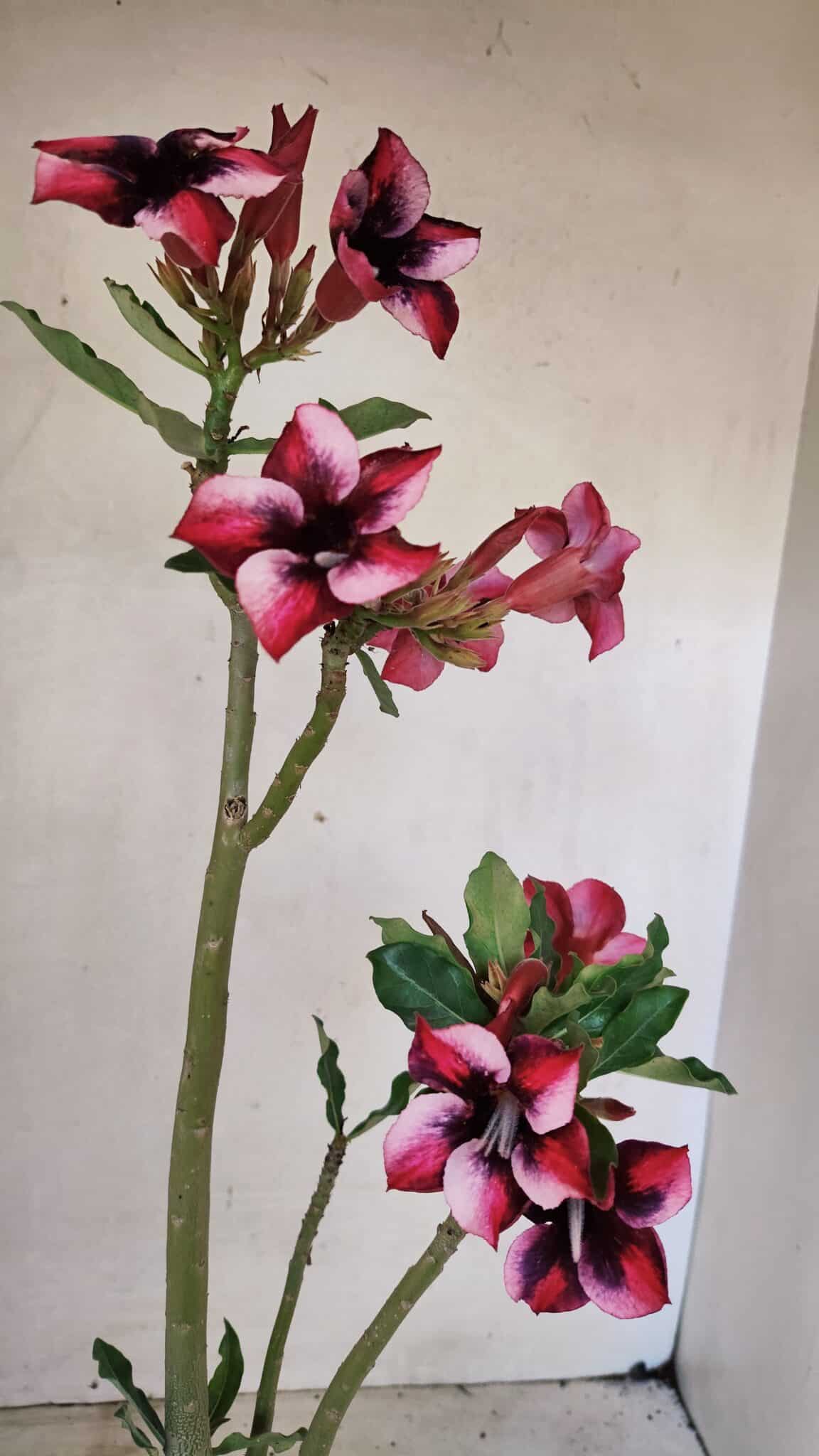 Planta Simples 3279 – 35cm – 03 anos - foto 5