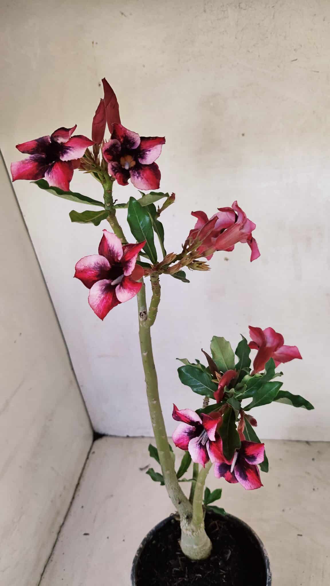 Planta Simples 3279 – 35cm – 03 anos - foto 4