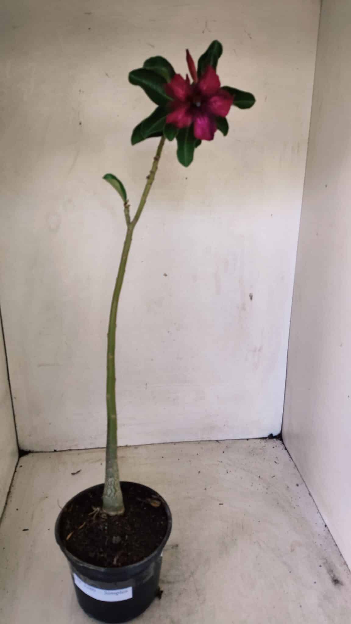 Planta Simples 3280 – 35cm – 03 anos - foto 2