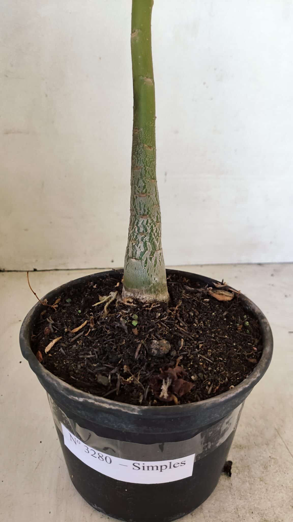 Planta Simples 3280 – 35cm – 03 anos - foto 5