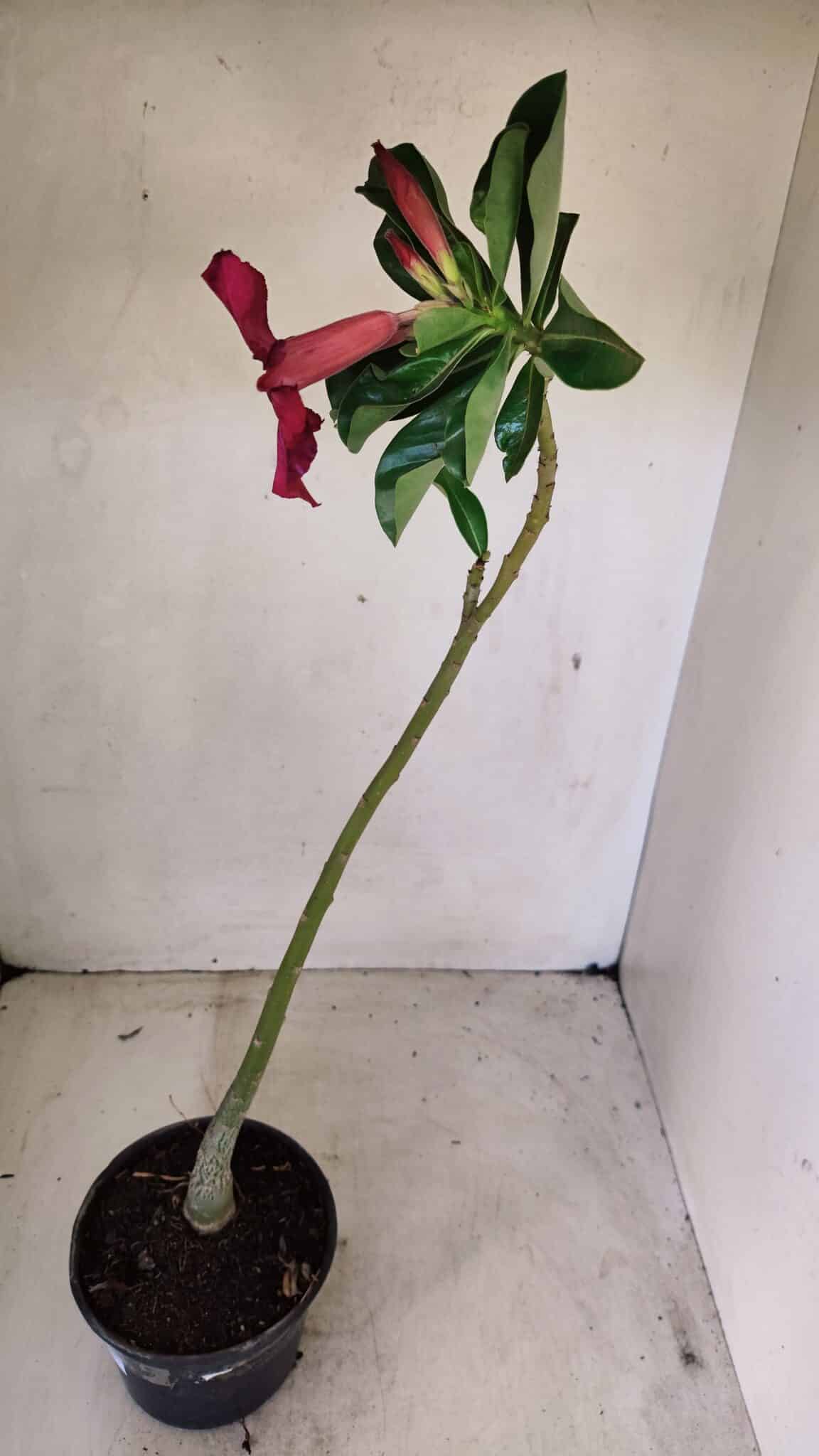 Planta Simples 3280 – 35cm – 03 anos - foto 4
