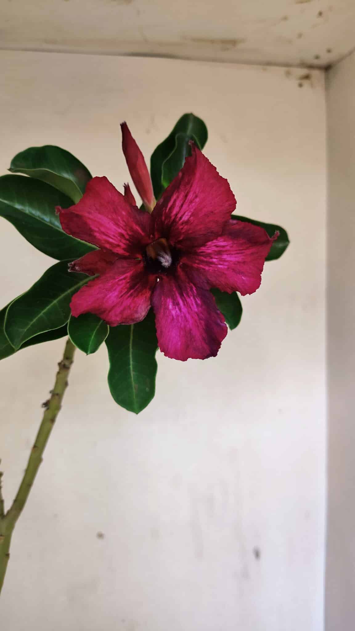 Planta Simples 3280 – 35cm – 03 anos - foto 3