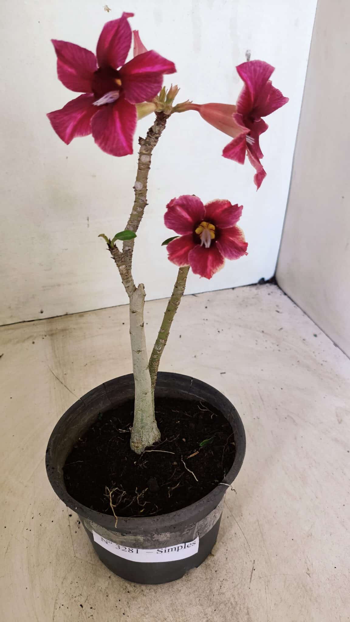 Planta Simples 3281 – 30cm – 02 anos - foto 2
