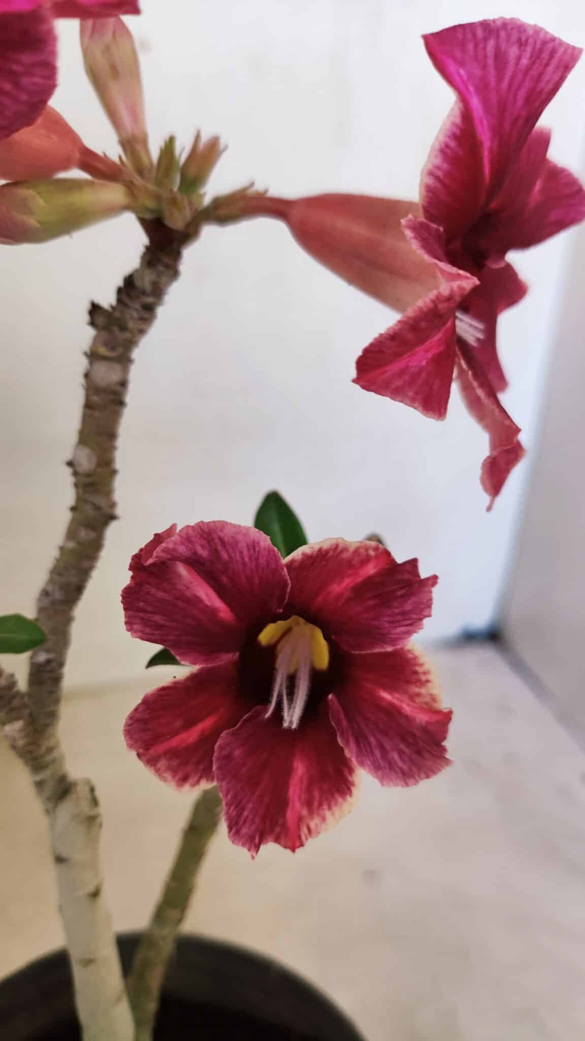Planta Simples 3281 – 30cm – 02 anos - foto 4