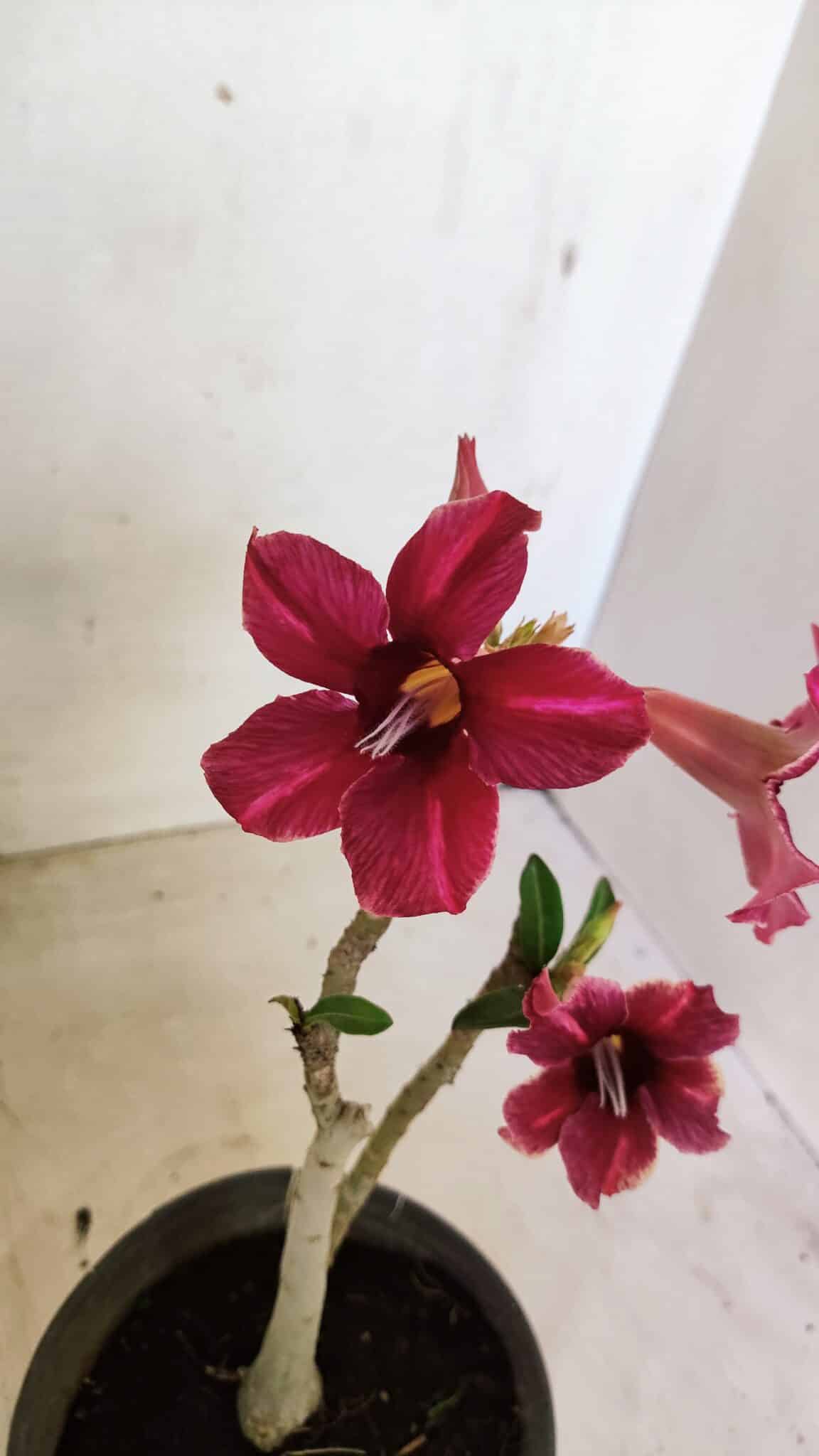 Planta Simples 3281 – 30cm – 02 anos - foto 3