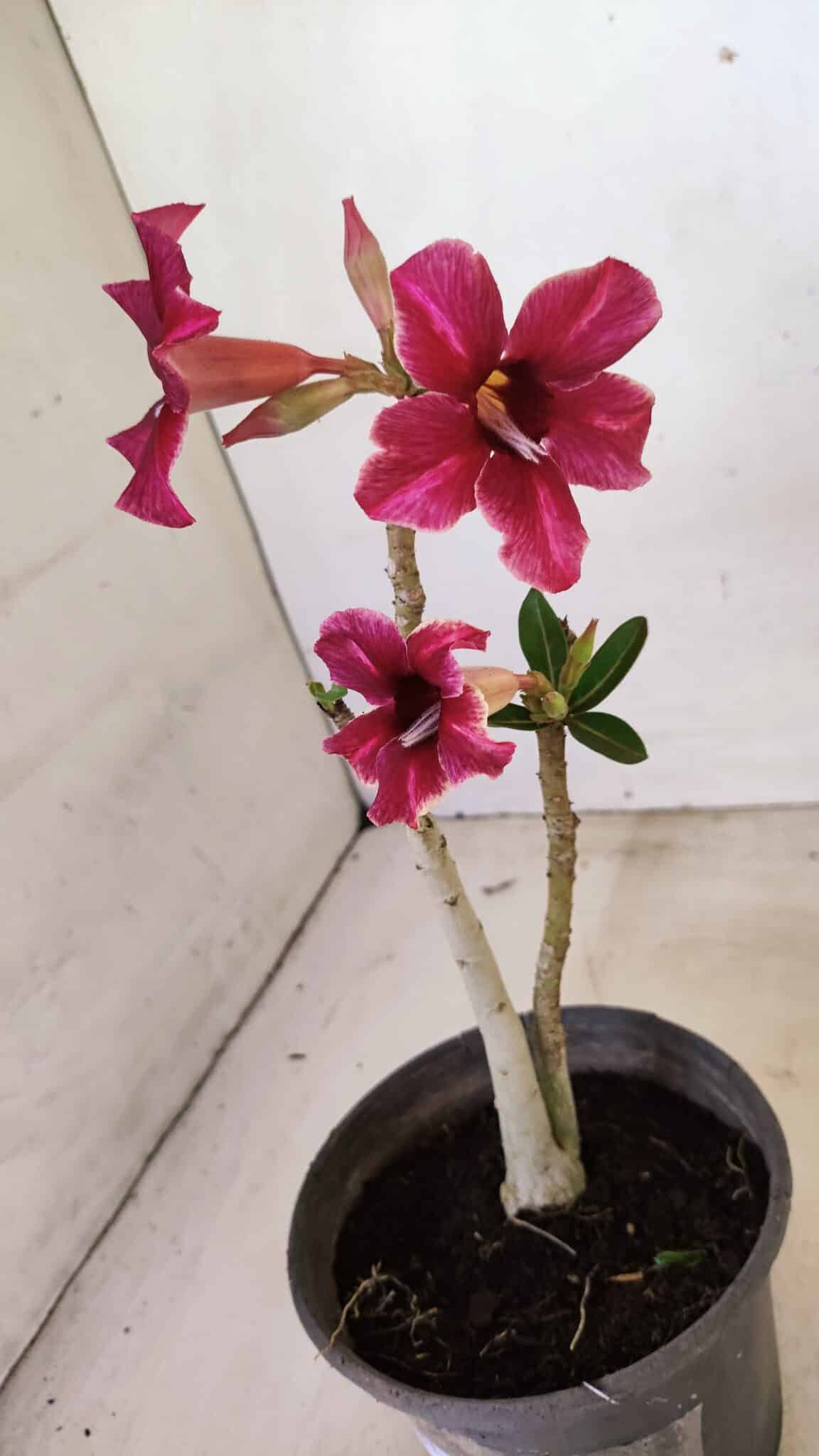 Planta Simples 3281 – 30cm – 02 anos - foto 5