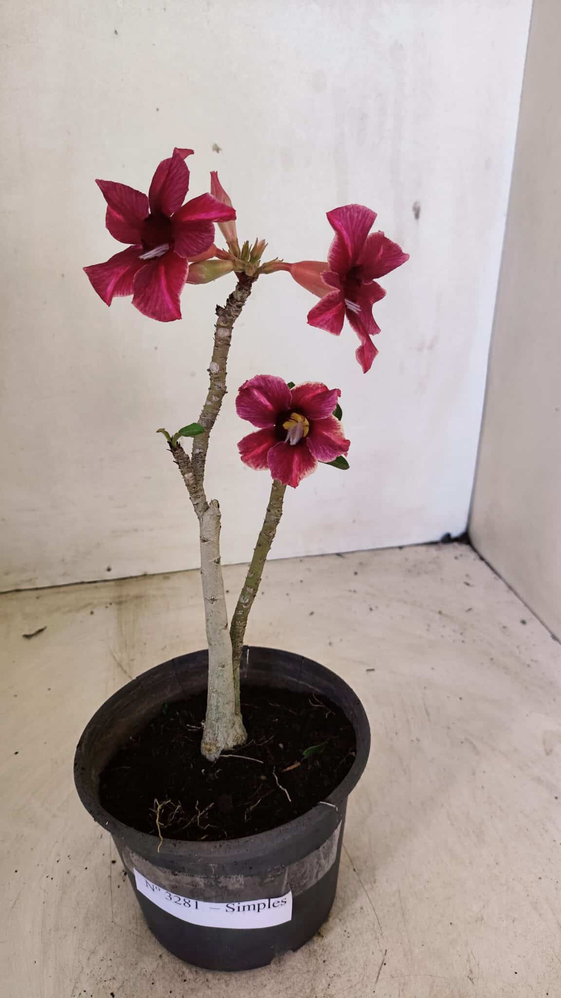 Planta Simples 3281 – 30cm – 02 anos - foto 8