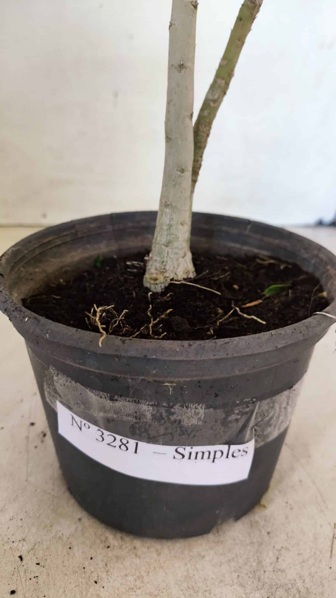 Planta Simples 3281 – 30cm – 02 anos - foto 7