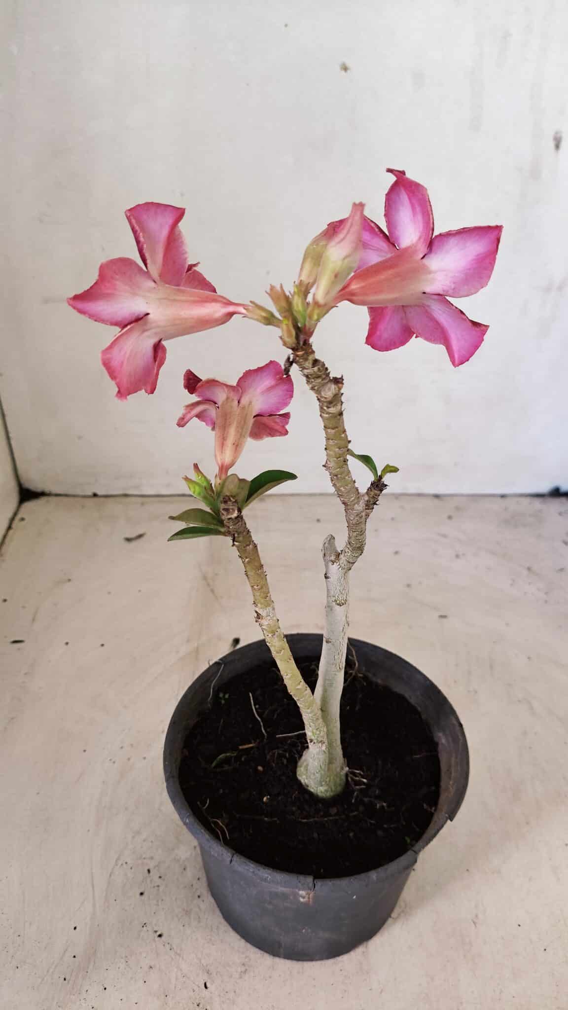 Planta Simples 3281 – 30cm – 02 anos - foto 6