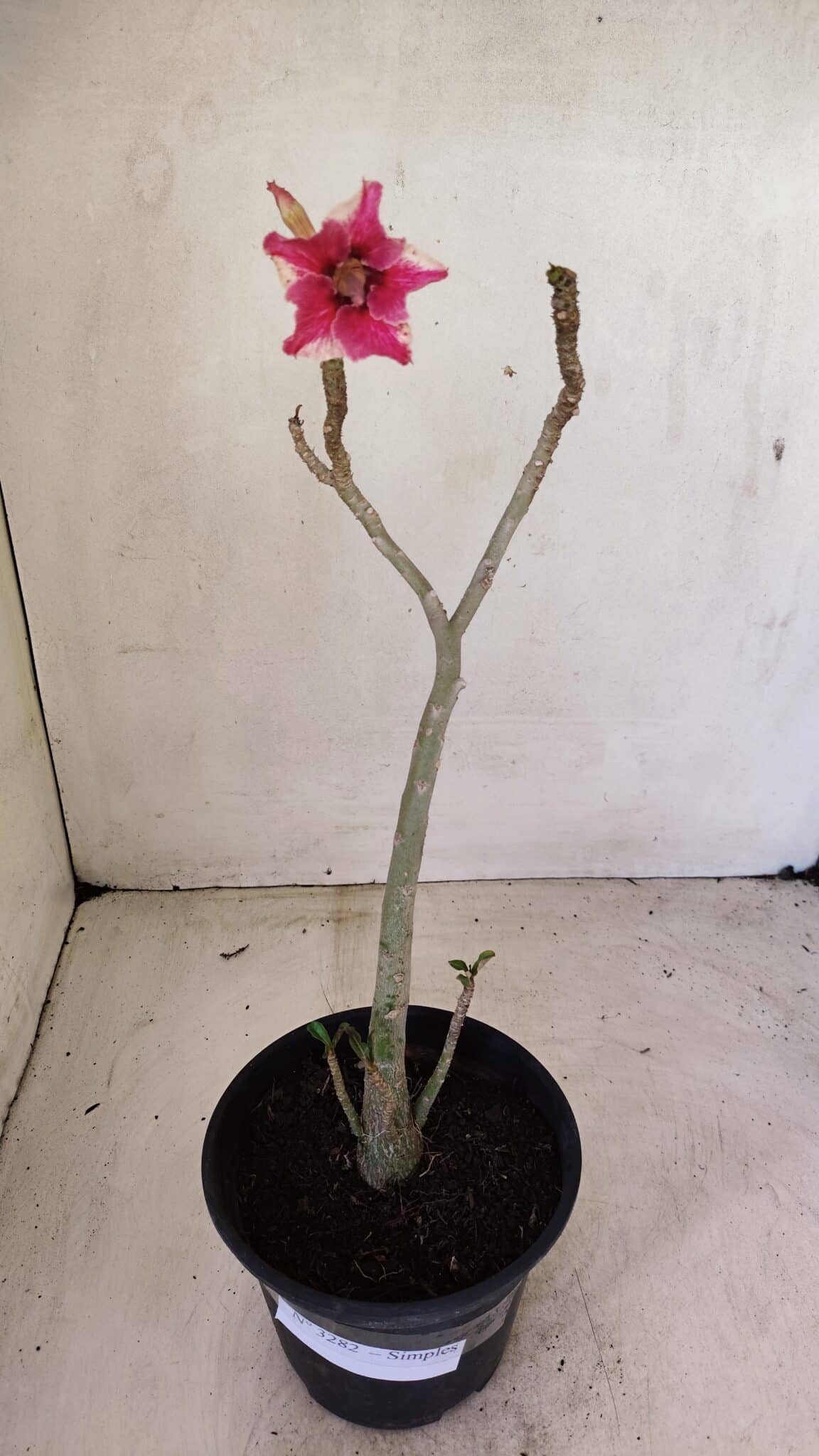 Planta Simples 3282 – 30cm – 02 anos - foto 2