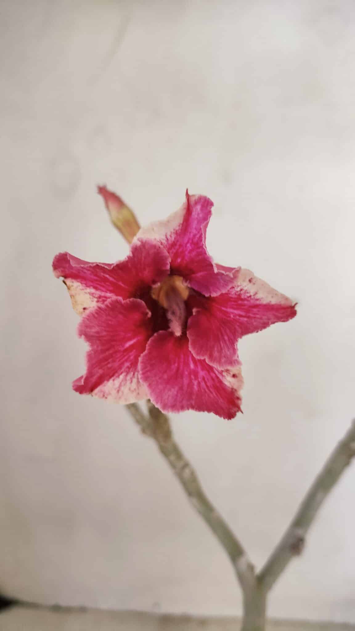 Planta Simples 3282 – 30cm – 02 anos - foto 3