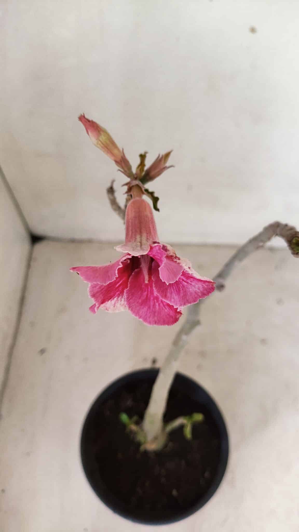 Planta Simples 3282 – 30cm – 02 anos - foto 4