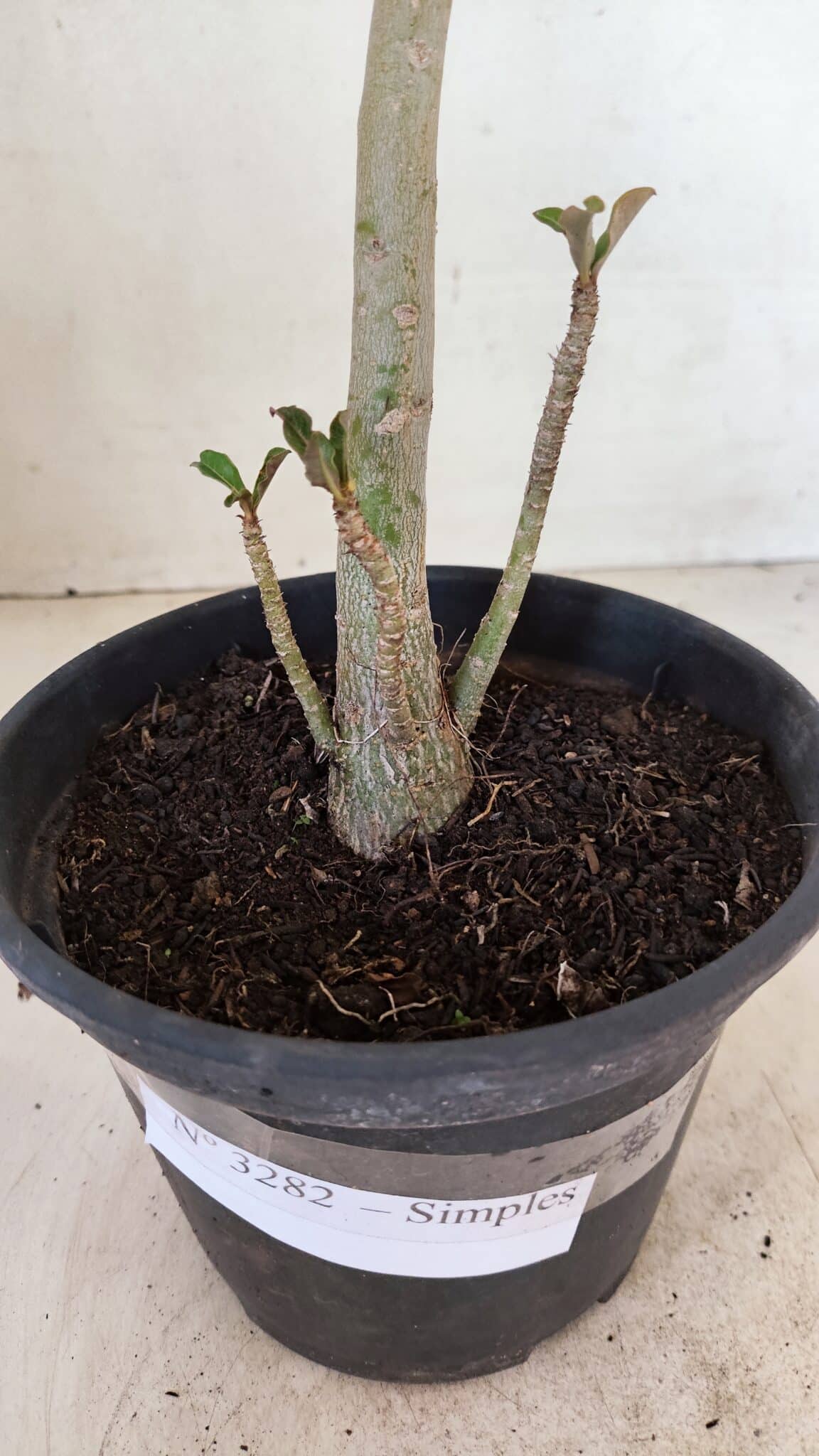 Planta Simples 3282 – 30cm – 02 anos - foto 6