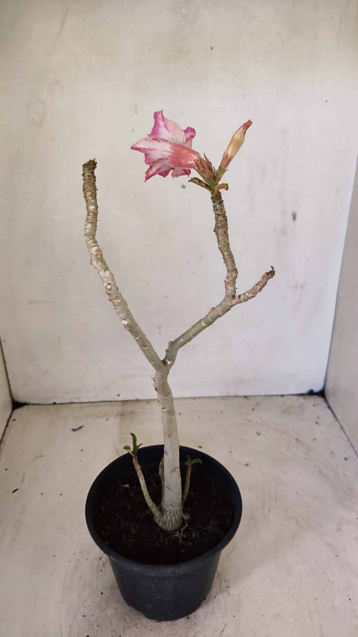Planta Simples 3282 – 30cm – 02 anos - foto 5