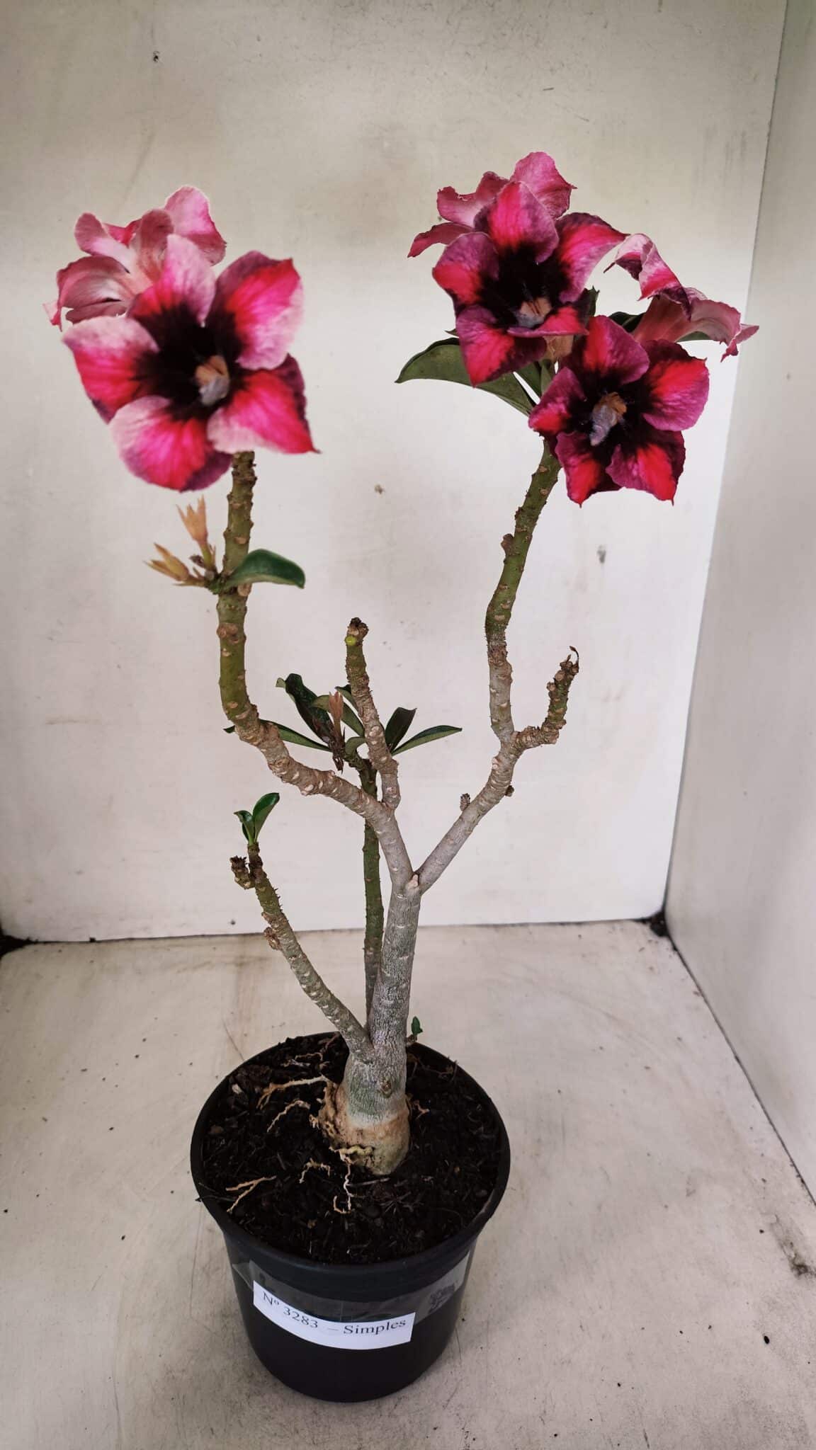 Planta Simples 3283 – 35cm – 03 anos - foto 2