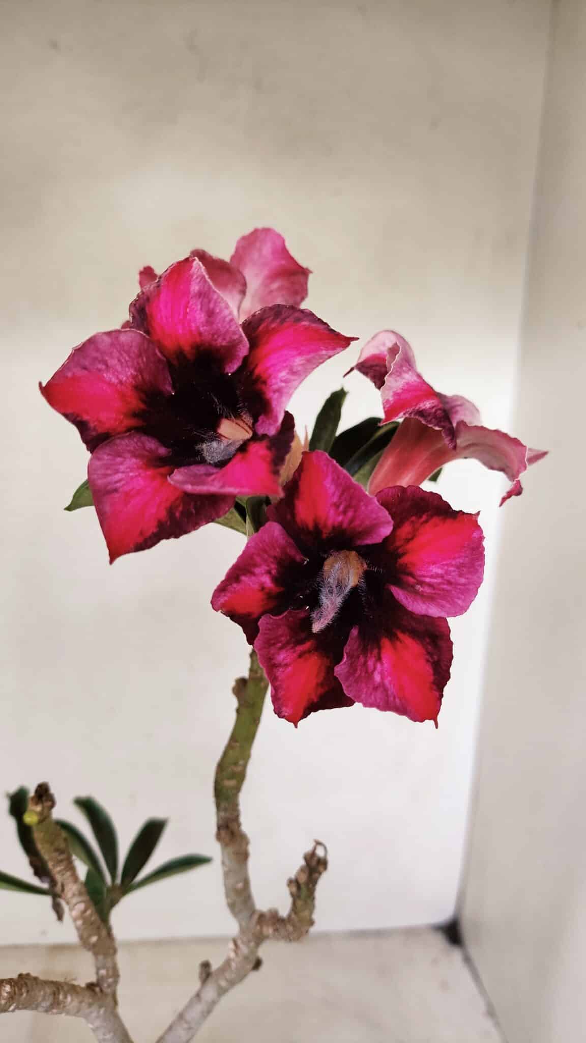 Planta Simples 3283 – 35cm – 03 anos - foto 3