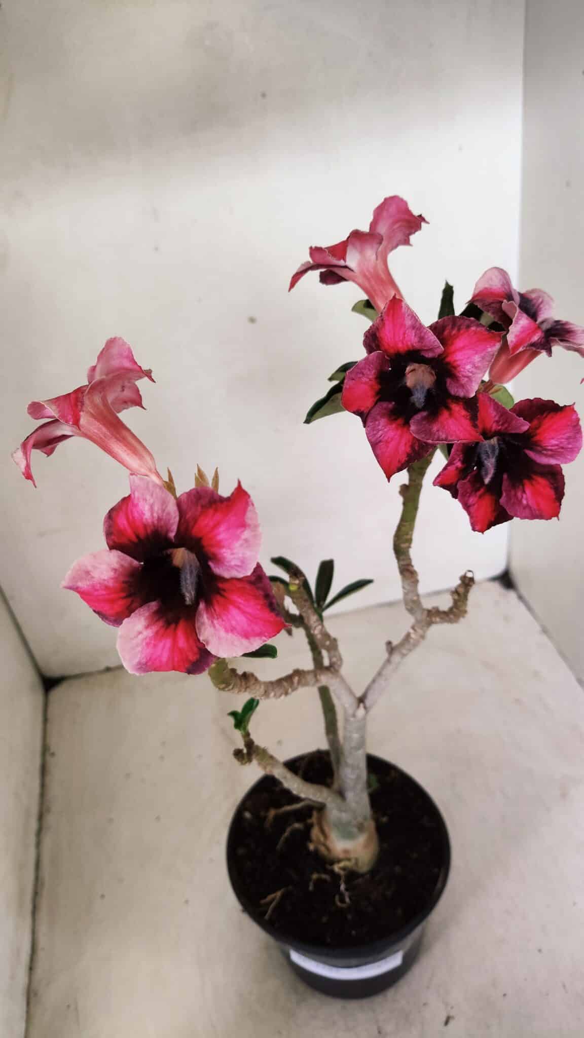 Planta Simples 3283 – 35cm – 03 anos - foto 4
