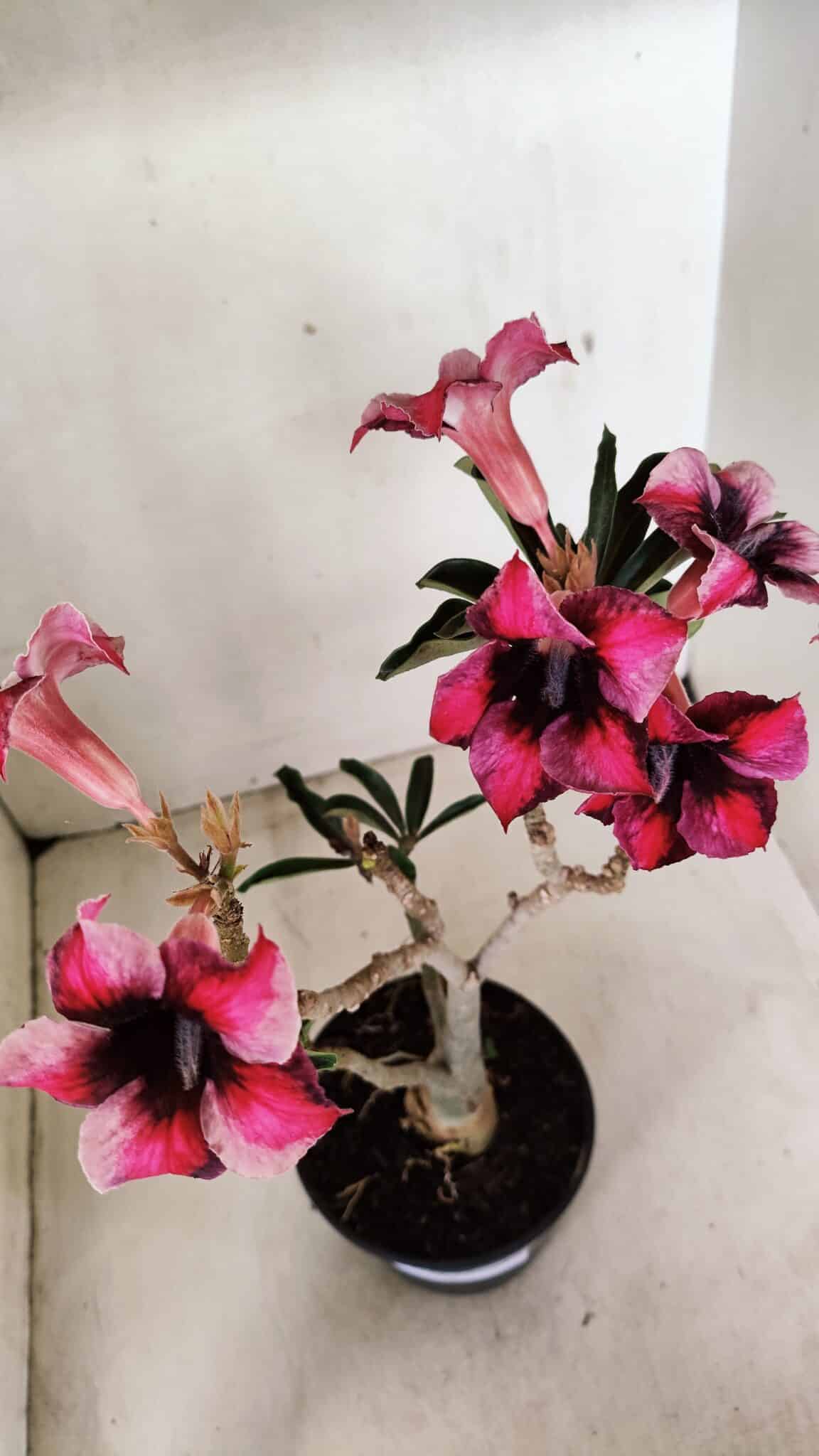 Planta Simples 3283 – 35cm – 03 anos - foto 5