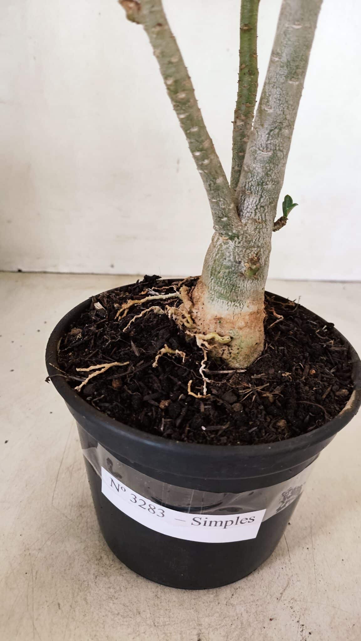 Planta Simples 3283 – 35cm – 03 anos - foto 9
