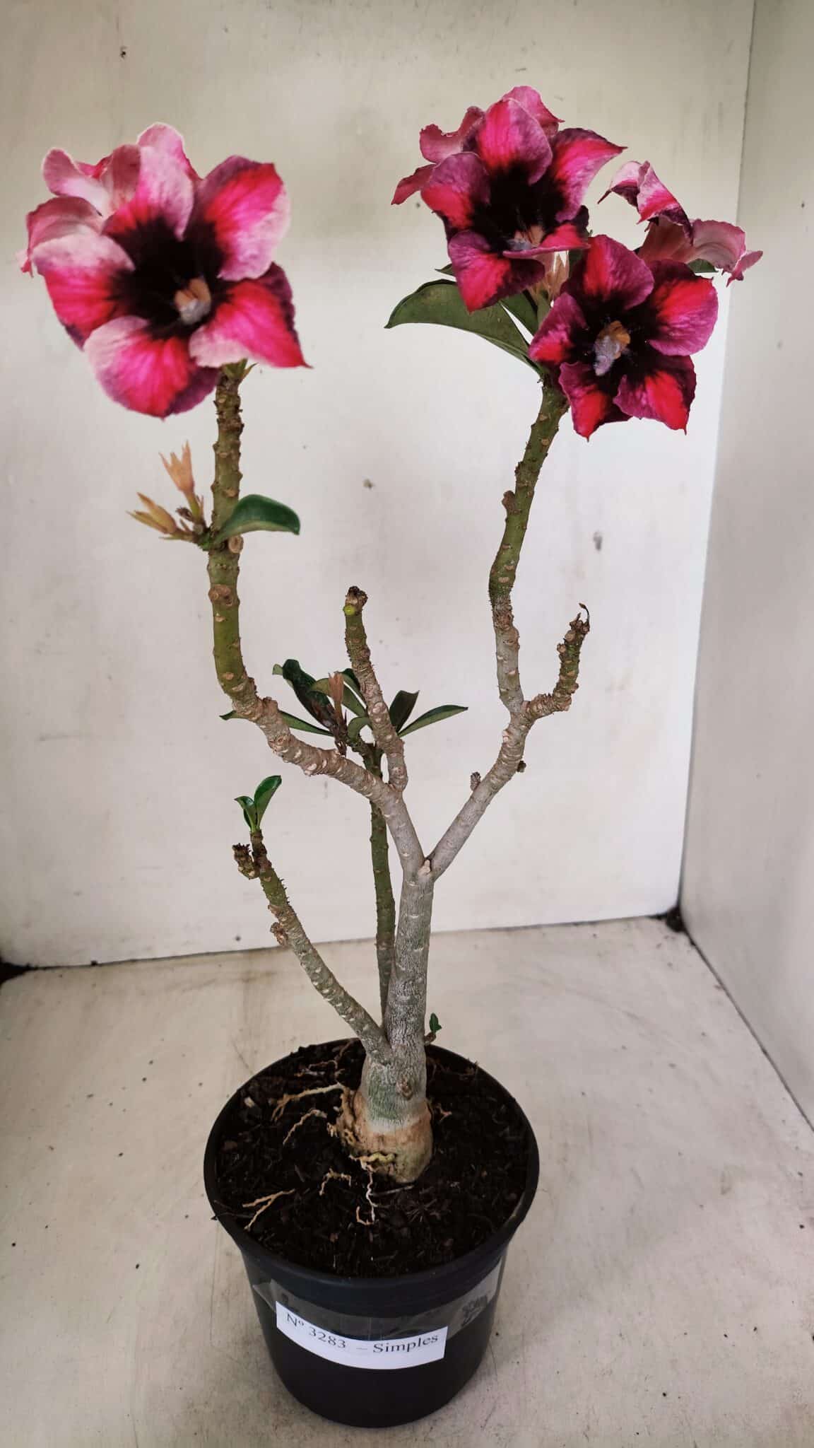 Planta Simples 3283 – 35cm – 03 anos - foto 8