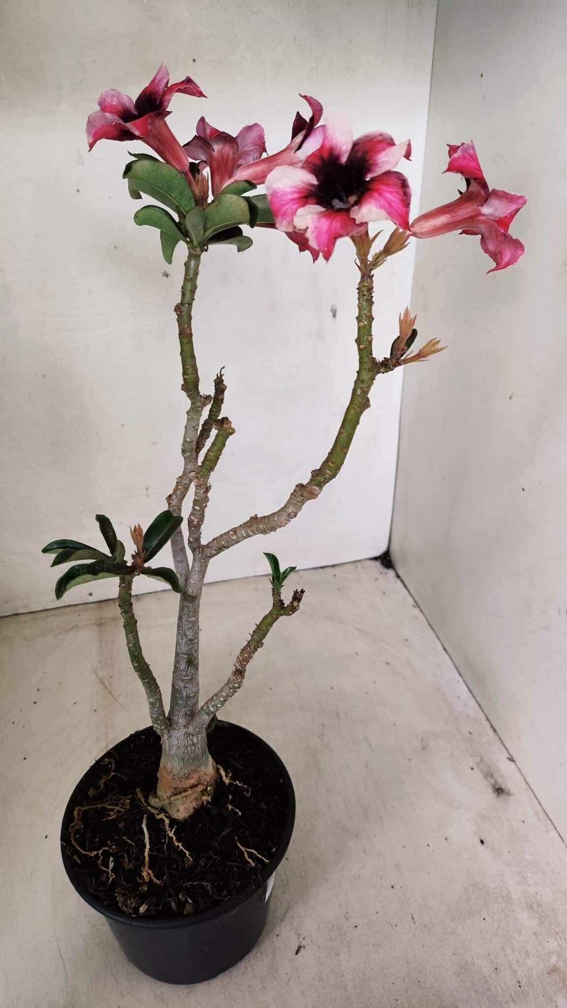 Planta Simples 3283 – 35cm – 03 anos - foto 7
