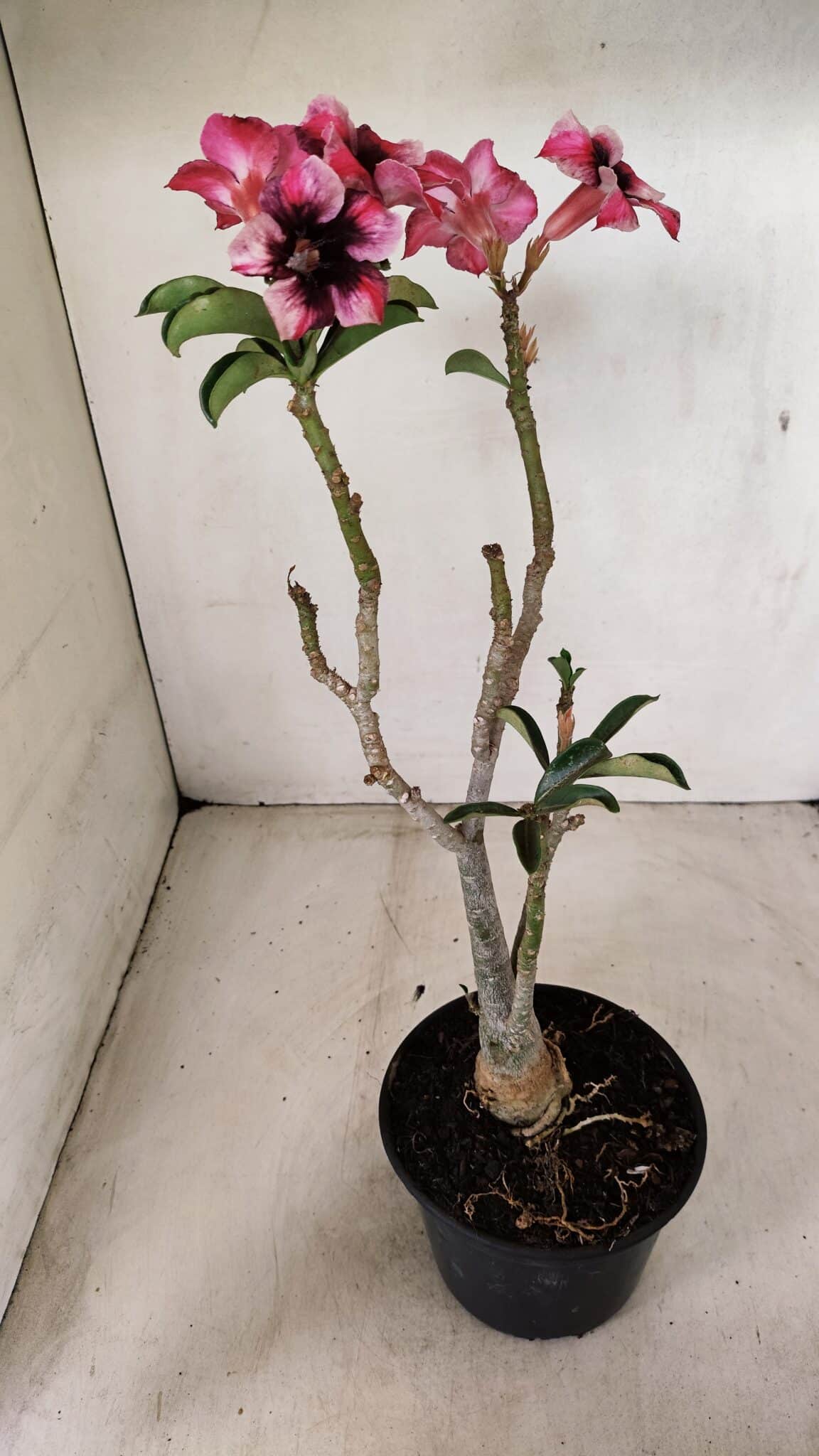 Planta Simples 3283 – 35cm – 03 anos - foto 6
