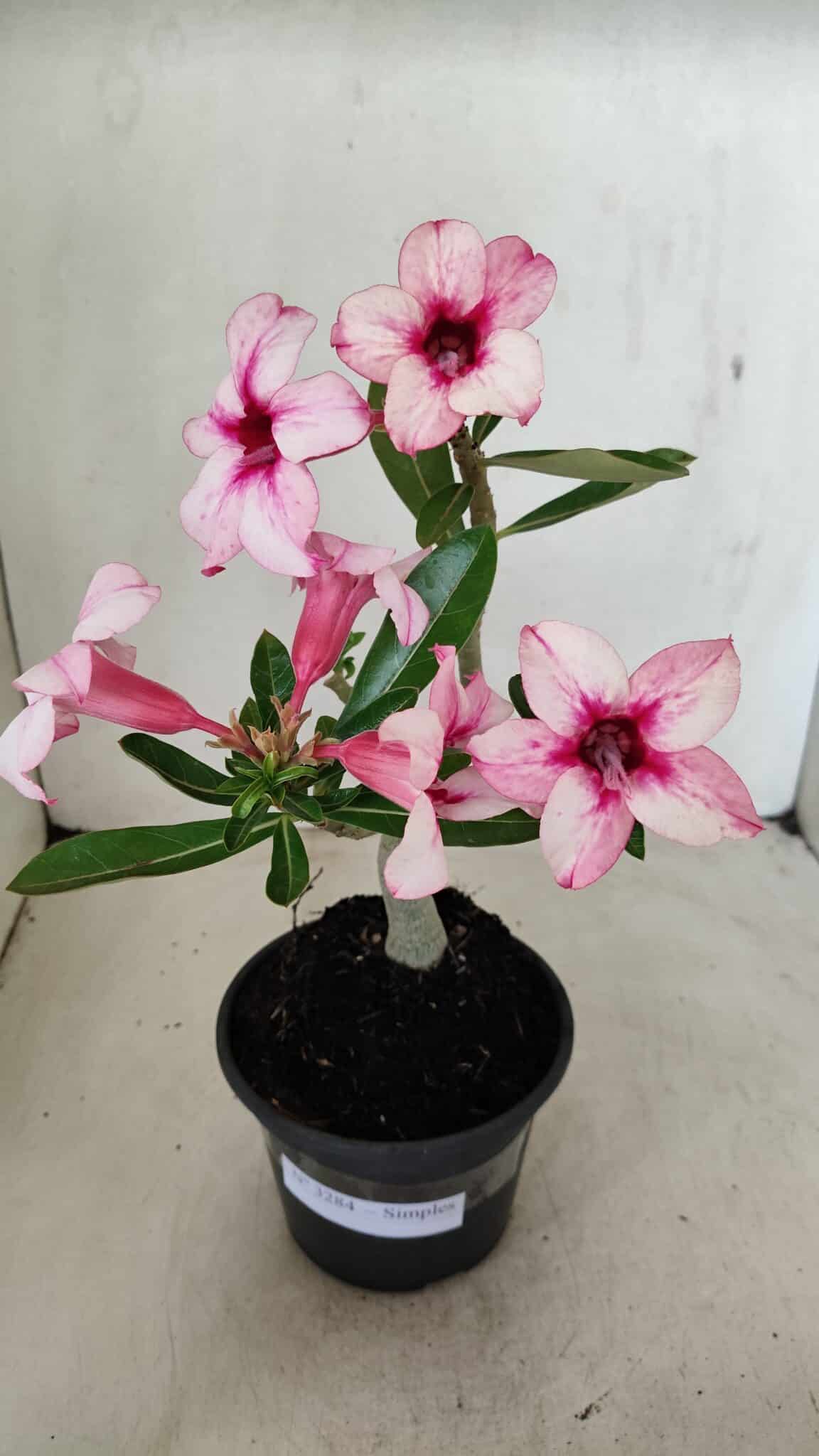 Planta Simples 3284 – 30cm – 02 anos - foto 2