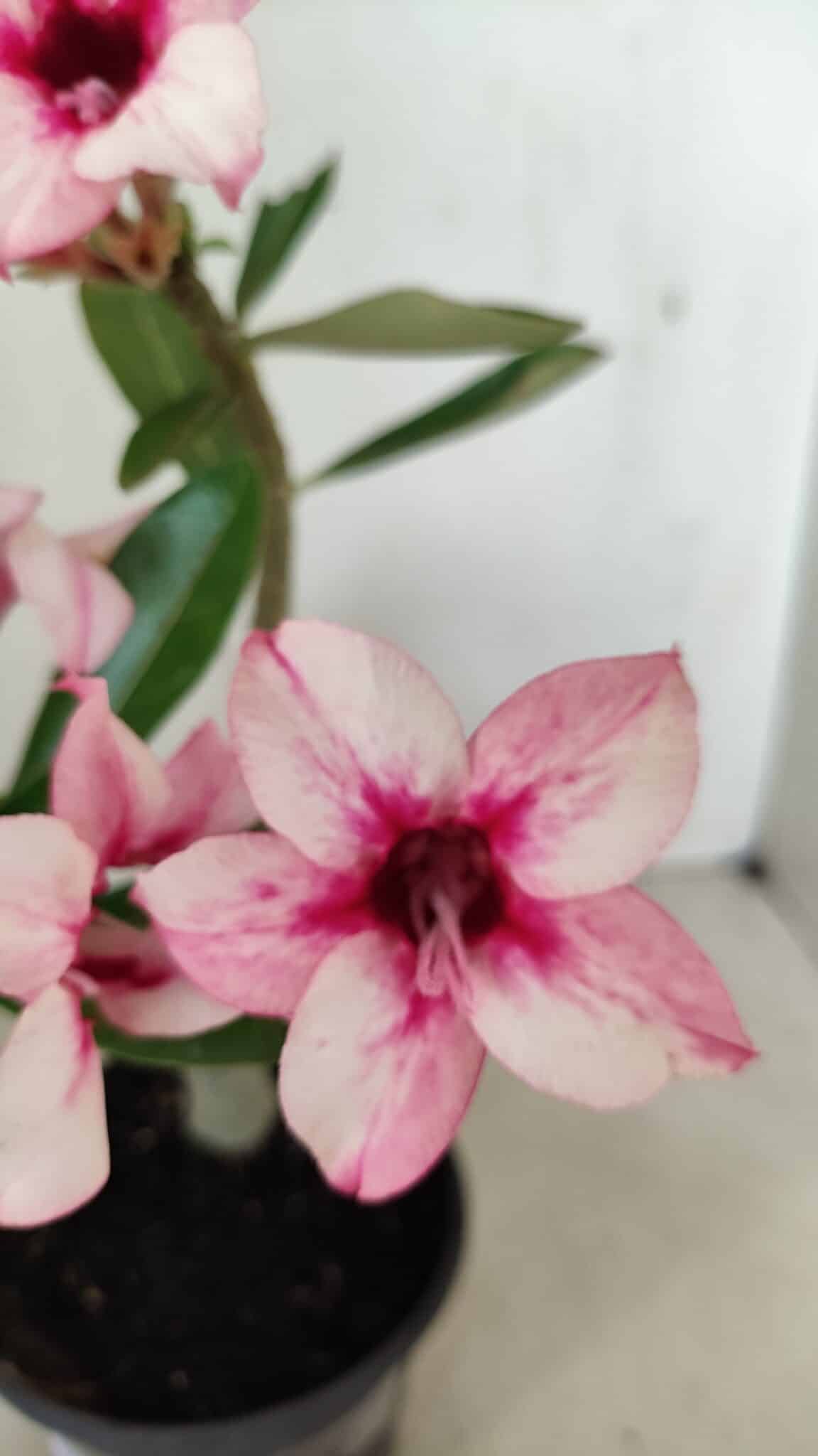 Planta Simples 3284 – 30cm – 02 anos - foto 3
