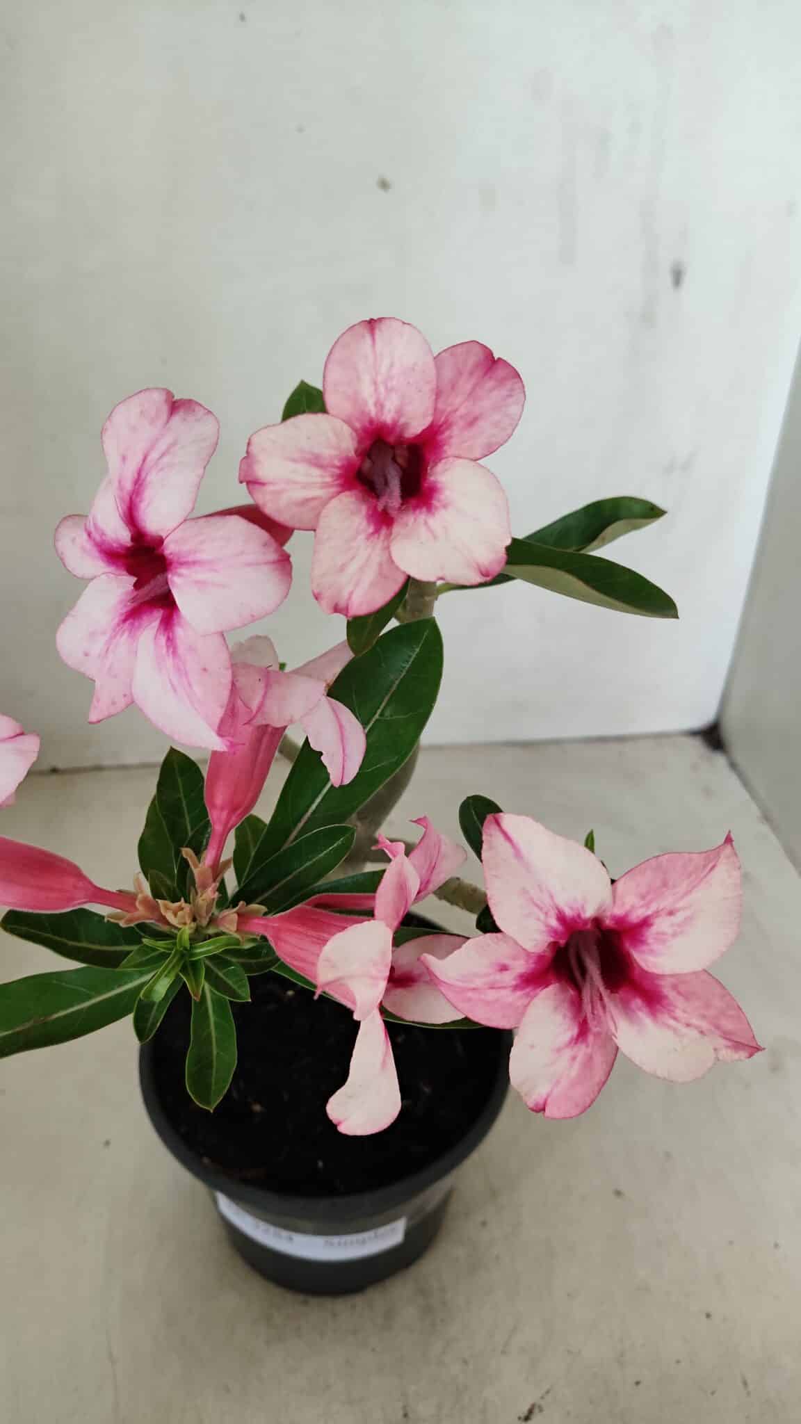Planta Simples 3284 – 30cm – 02 anos - foto 4