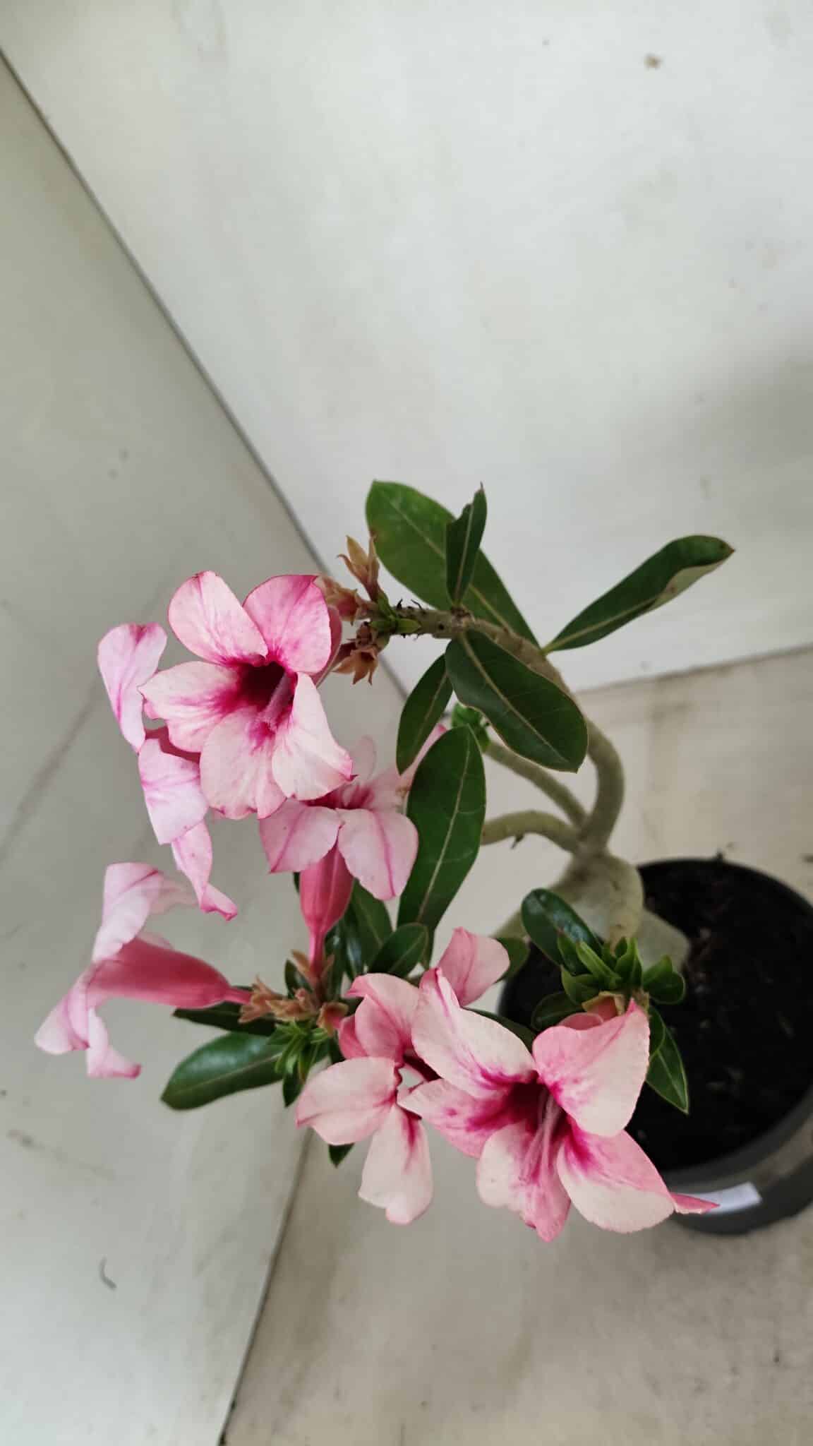 Planta Simples 3284 – 30cm – 02 anos - foto 8