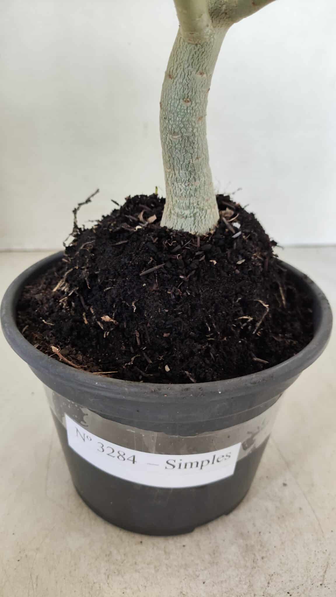Planta Simples 3284 – 30cm – 02 anos - foto 7