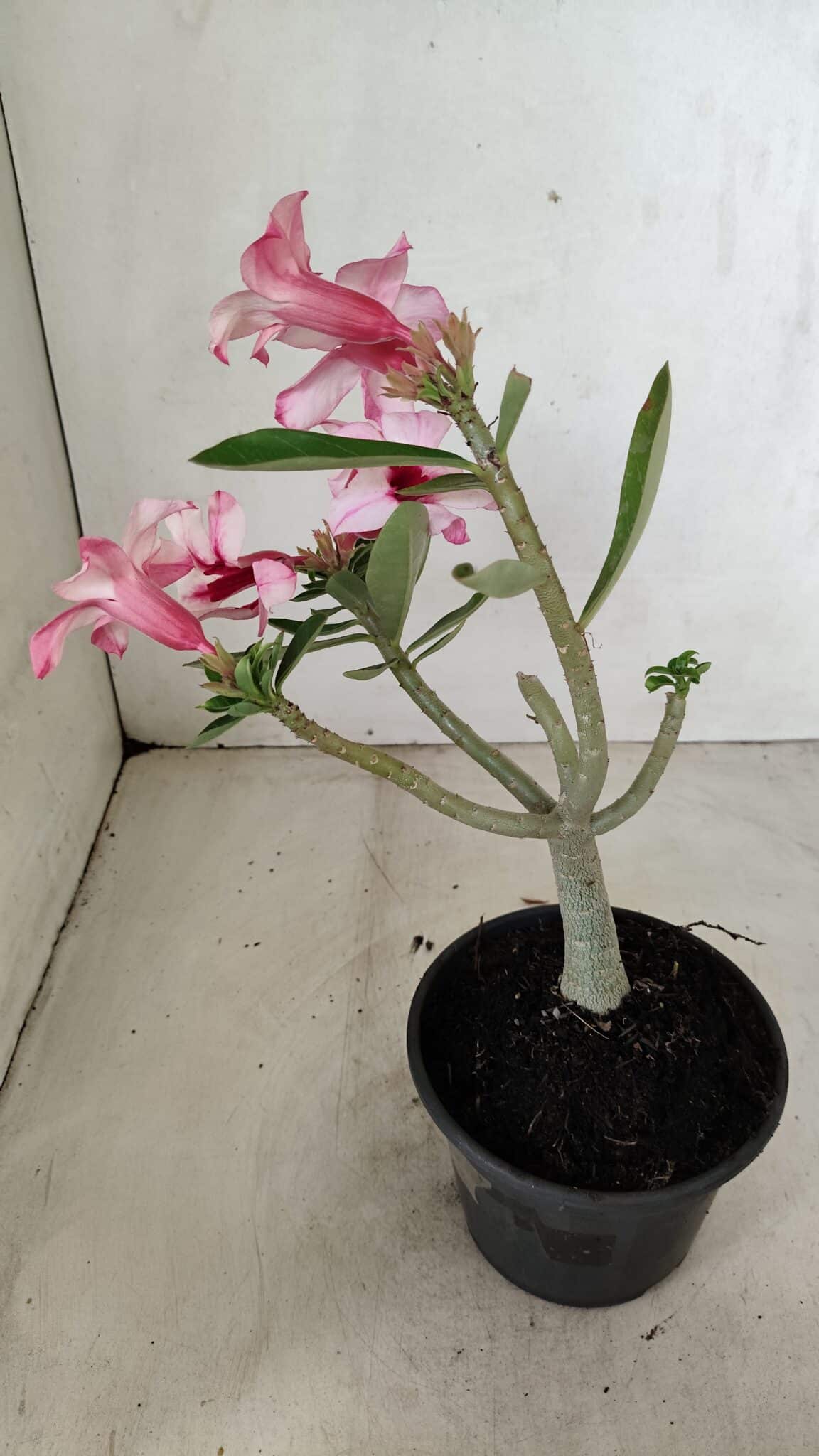 Planta Simples 3284 – 30cm – 02 anos - foto 6