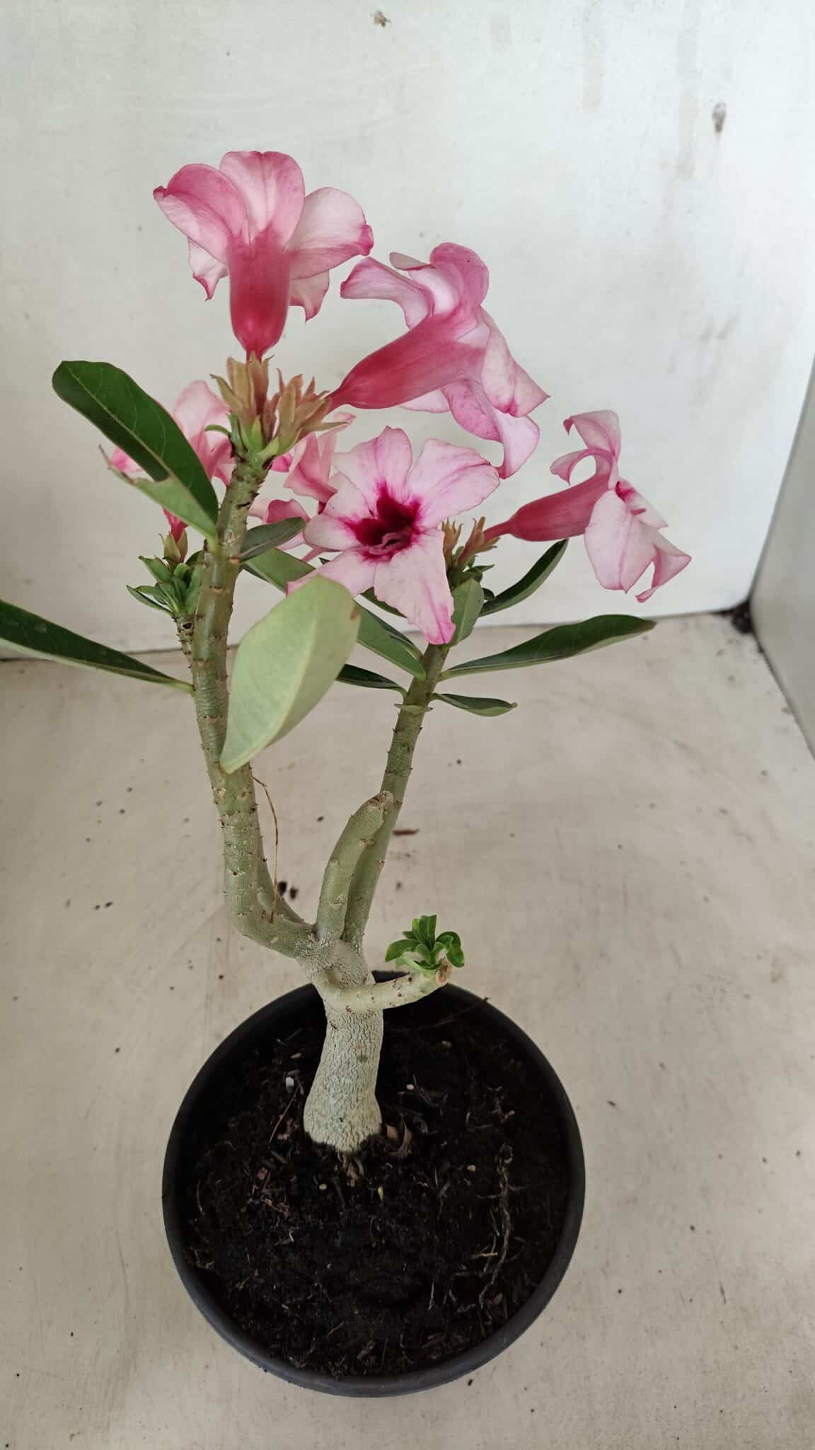 Planta Simples 3284 – 30cm – 02 anos - foto 5