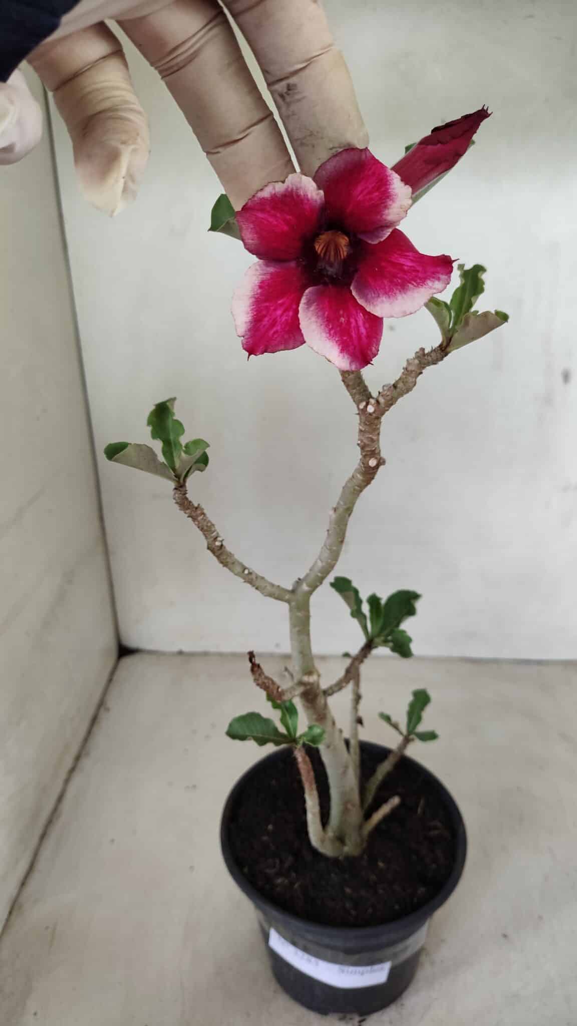 Planta Simples 3285 – 35cm – 03 anos - foto 2