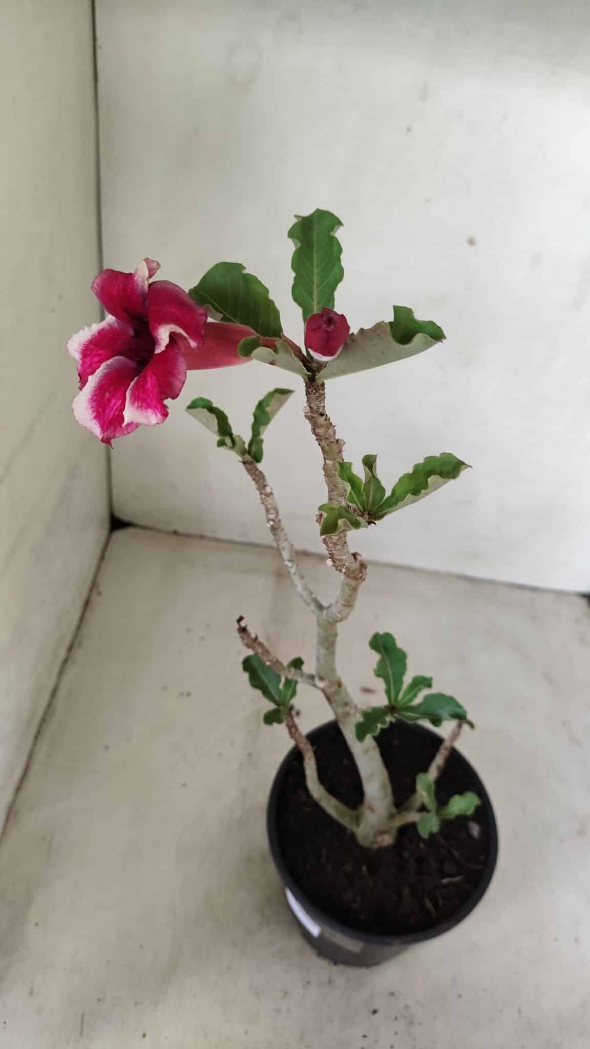 Planta Simples 3285 – 35cm – 03 anos - foto 5